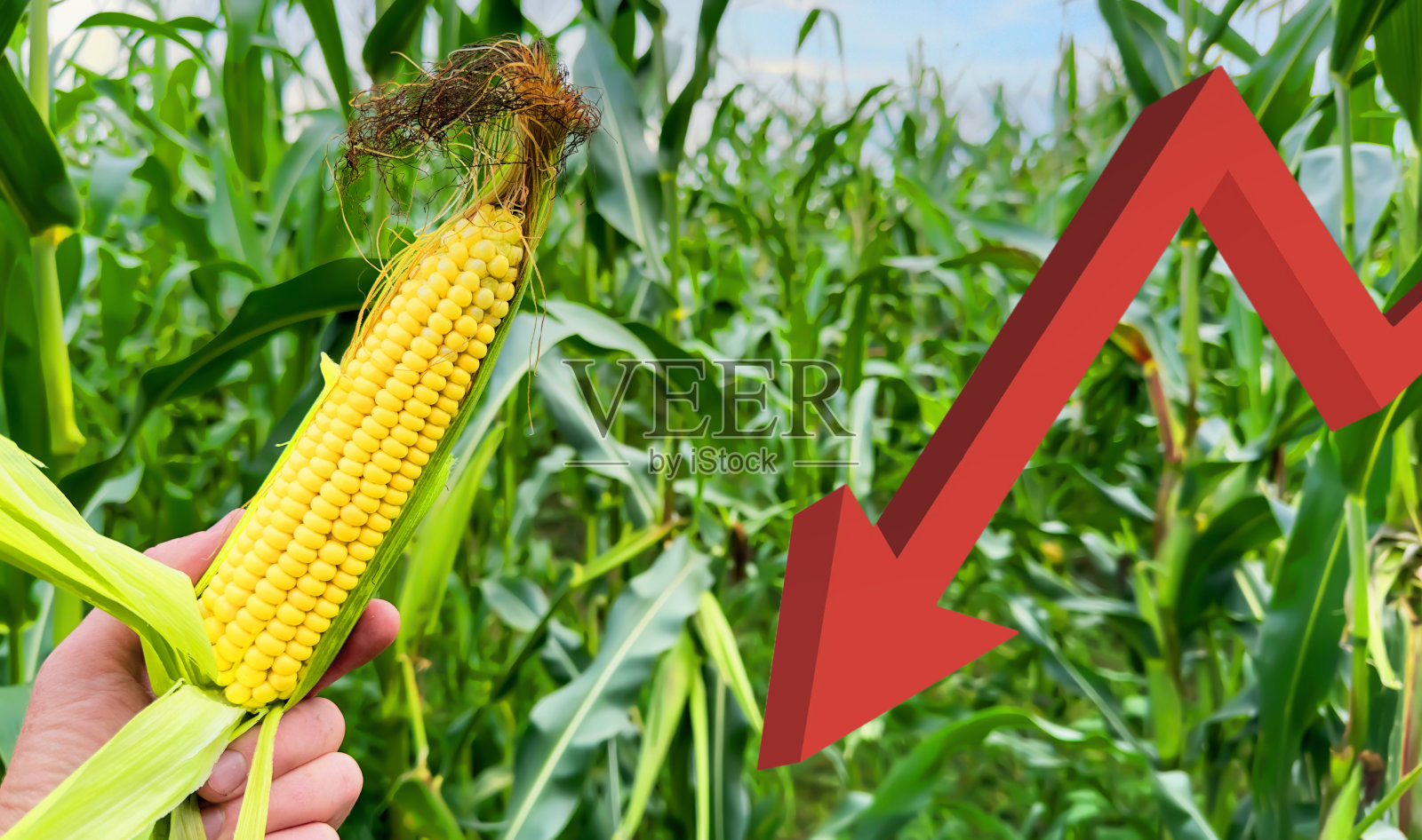 农场里玉米地里的玉米。收获中的农田。照片摄影图片