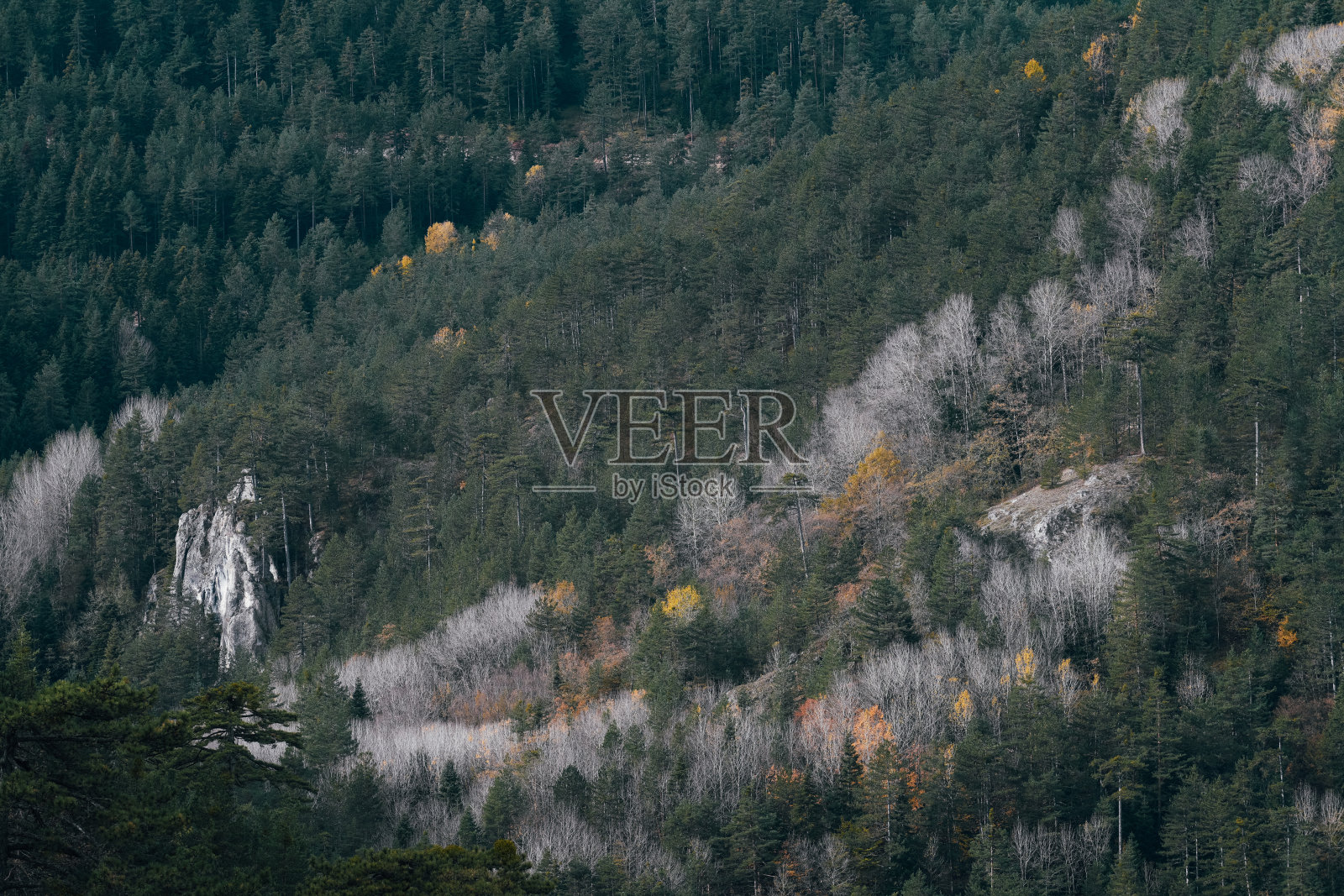 荒野、自然和森林。比勒西克森林的春季疏林照片摄影图片