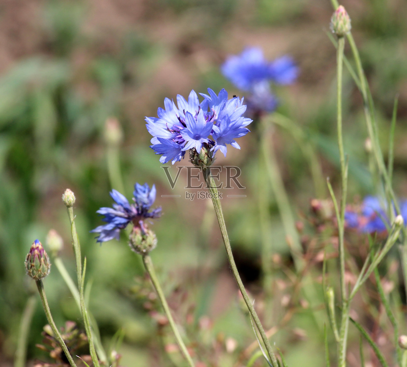 蓝色矢车菊(Centaurea cyanus)在田野里盛开照片摄影图片