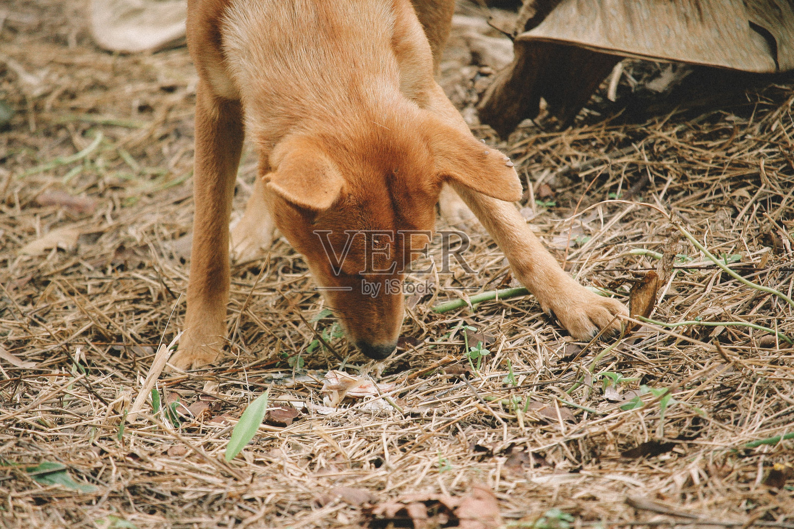 可怜的流浪狗照片摄影图片