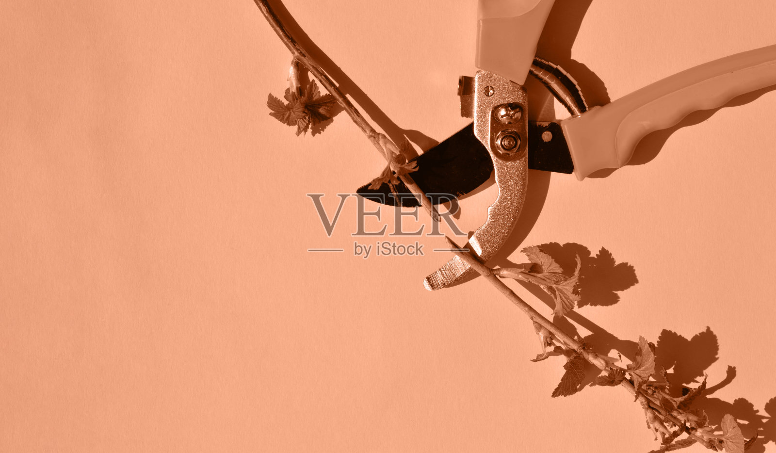 园艺工具，修剪剪和年轻醋栗的枝条躺在米色的背景。桃毛是2024年彩色图像的颜色照片摄影图片