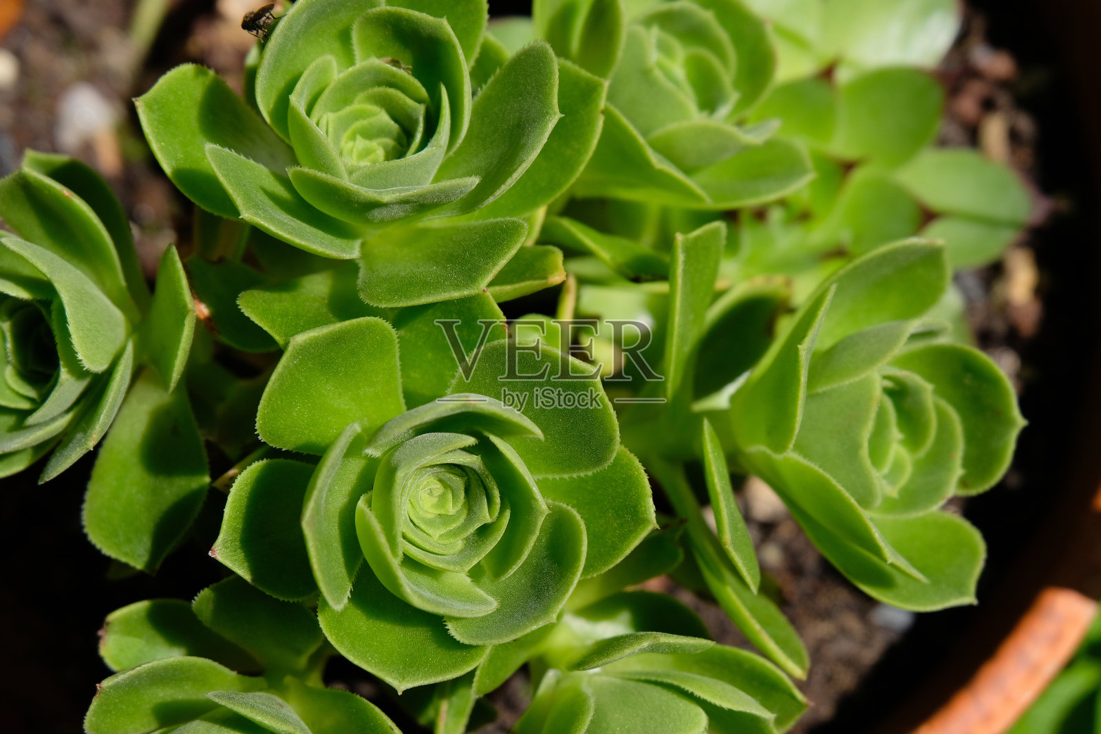 Aeonium balsamiferum照片摄影图片