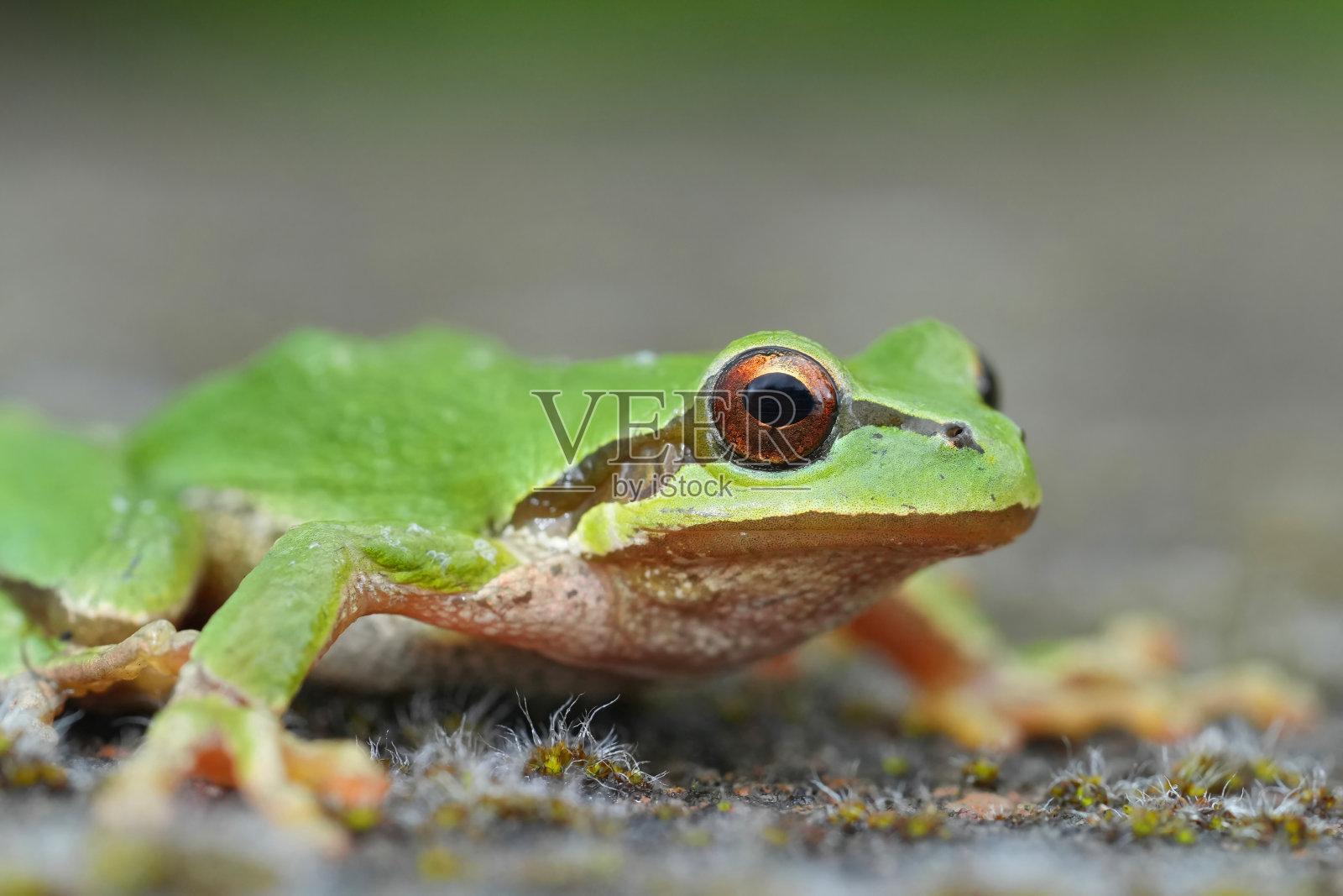 绿太平洋树蛙特写，来自美国俄勒冈州照片摄影图片