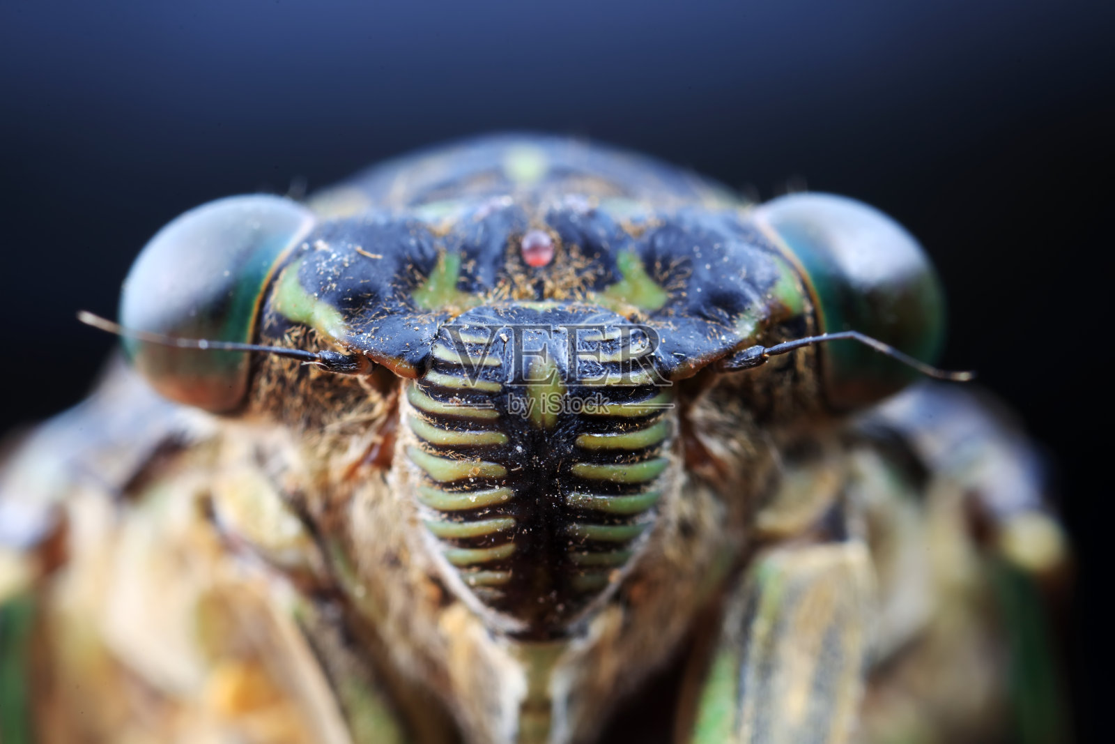 中国北方野生植物上的叶蝉照片摄影图片
