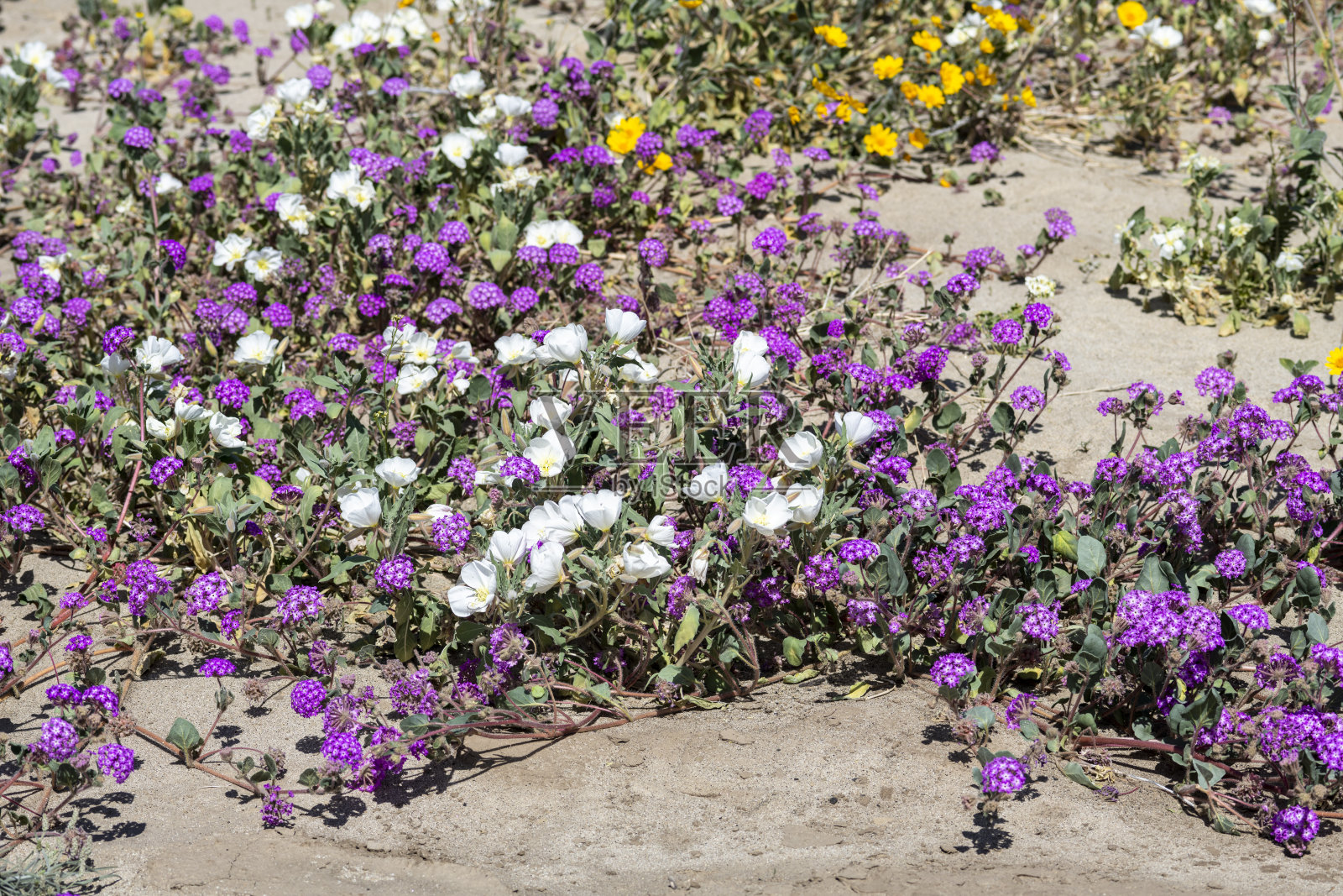 安扎-博雷戈沙漠州立公园野花照片摄影图片