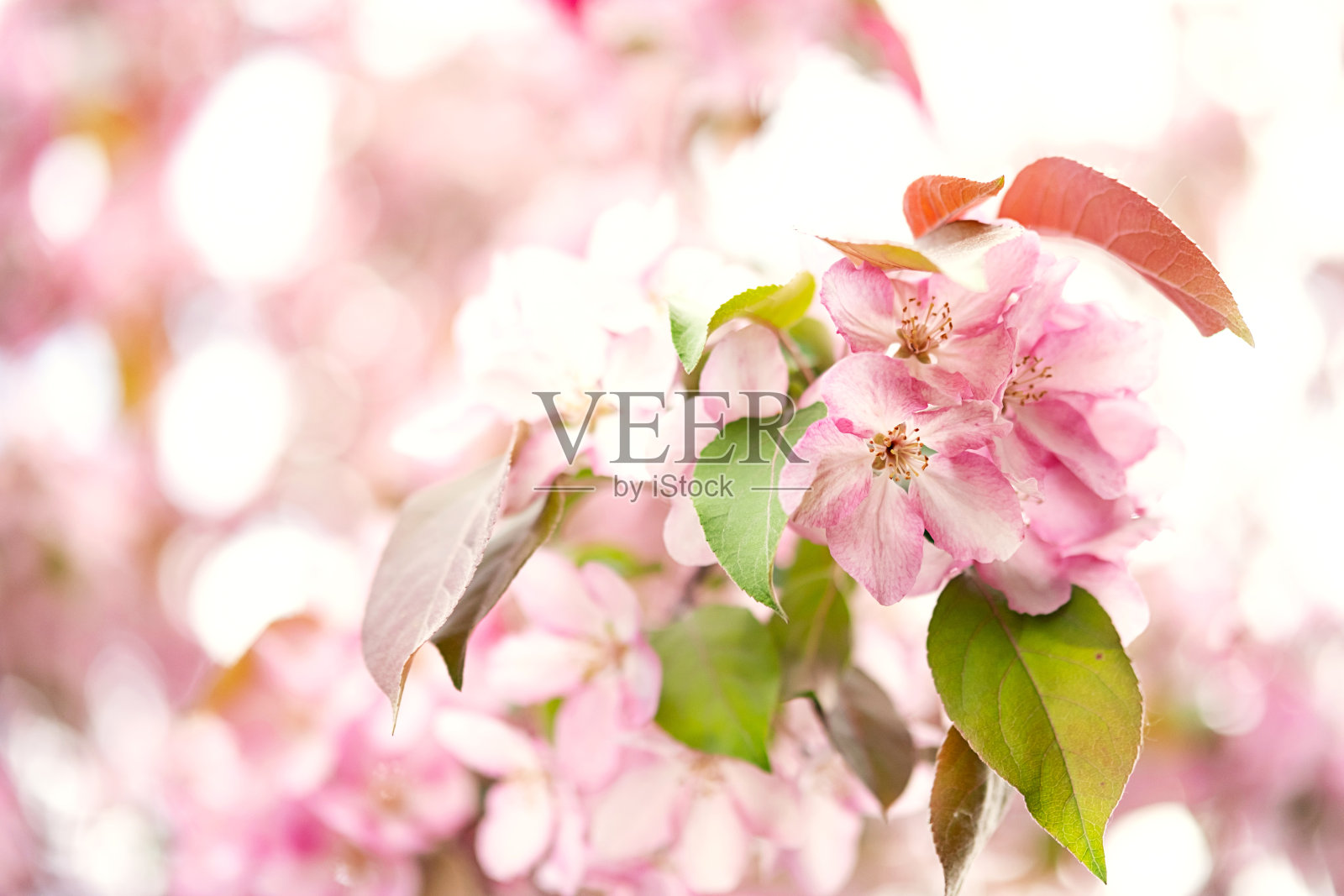 苹果树开花的细节。照片摄影图片