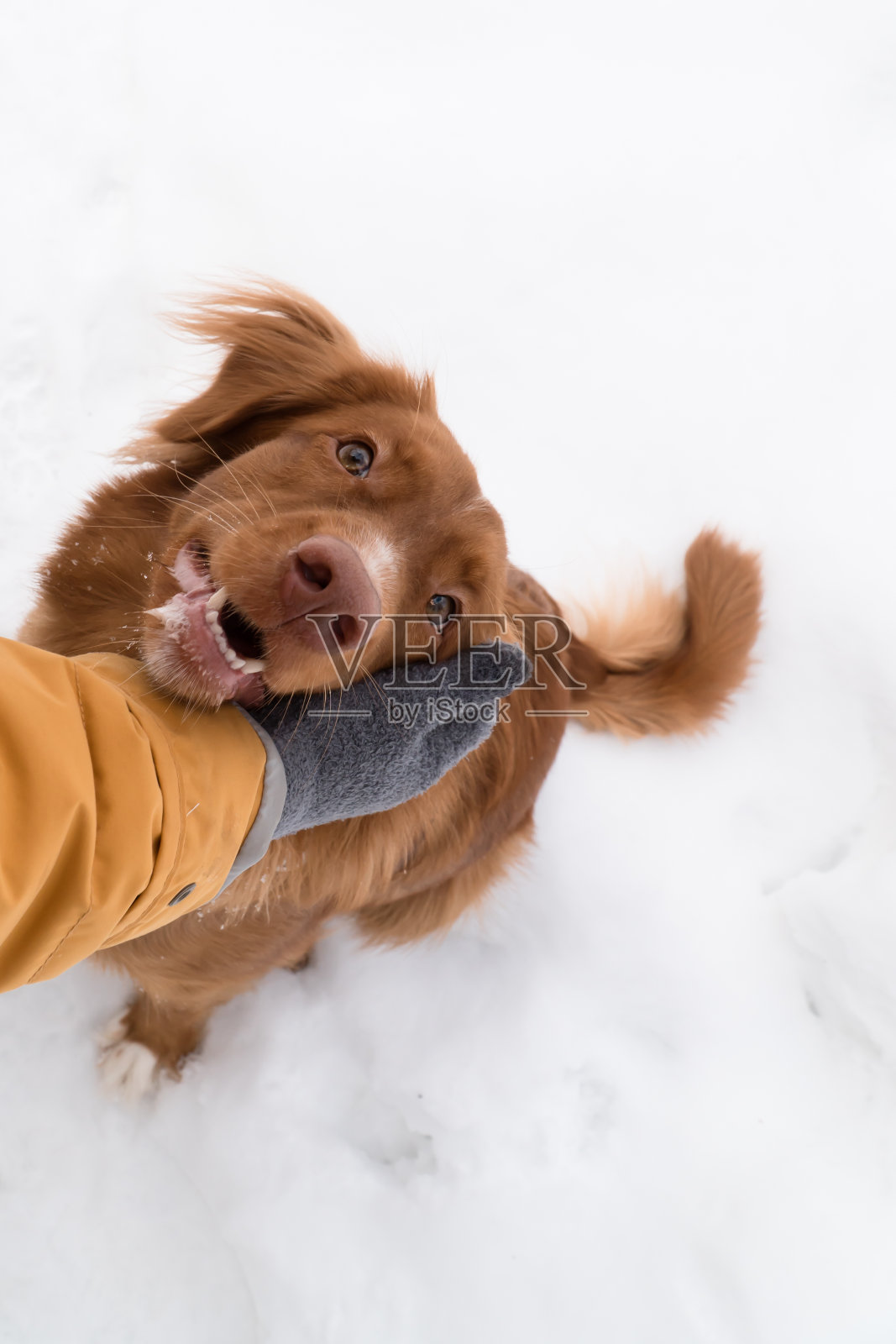 冬天在户外散步的女人抚摸着toller的狗，特写照片摄影图片
