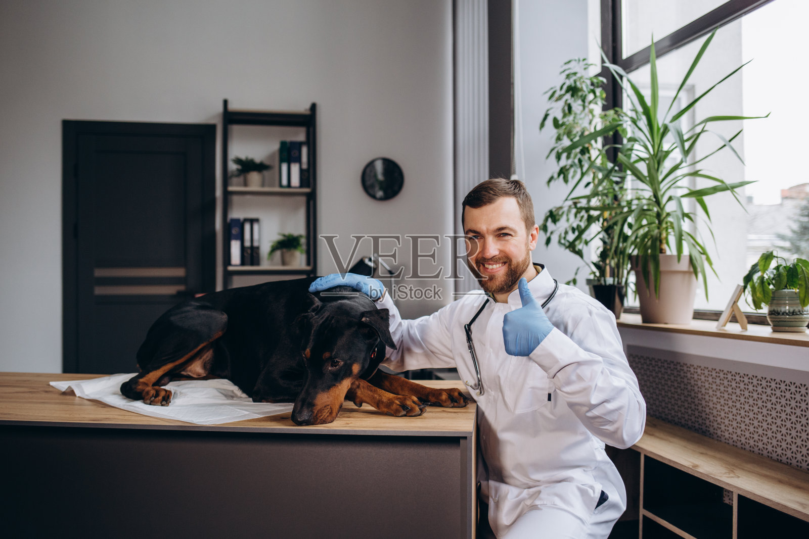 漂亮的杜宾犬躺在兽医桌上接受注射。兽医将输液管固定在狗的腿上。短的自由度和选择性的重点兽医的手和输液针。照片摄影图片