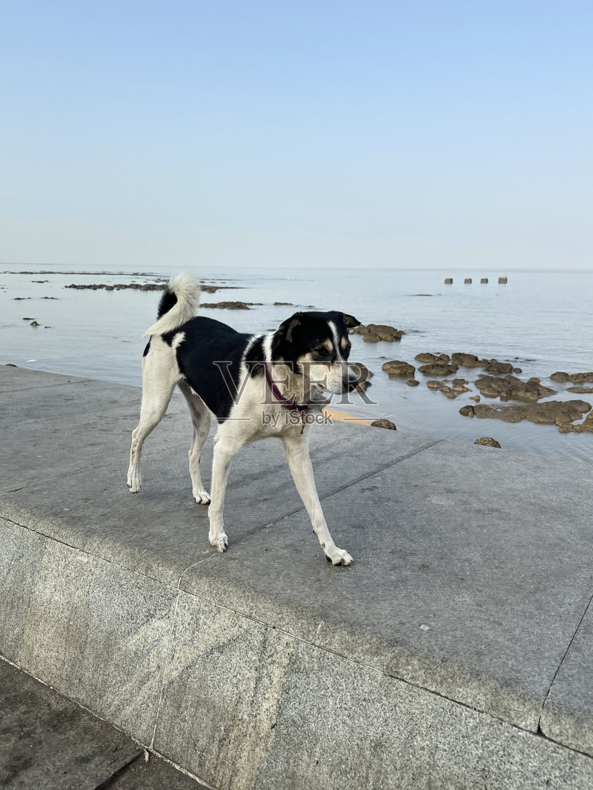 印度孟买，营养不良的流浪狗在海堤上昂首阔步，混凝土防御，海岸管理，重点在前景照片摄影图片
