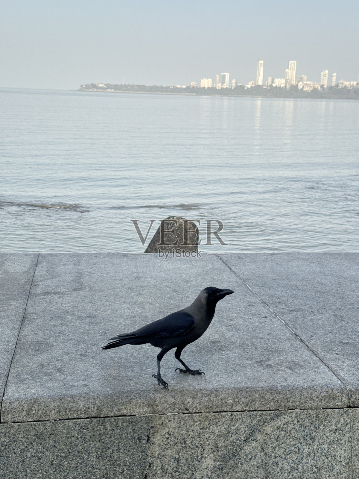 食腐的黑色印度乌鸦(Corvus splendens)在印度孟买的海洋大道海堤上昂首阔步，混凝土防御，海岸管理，c形长廊，装饰艺术建筑和摩天大楼的视野，重点放在前景上照片摄影图片
