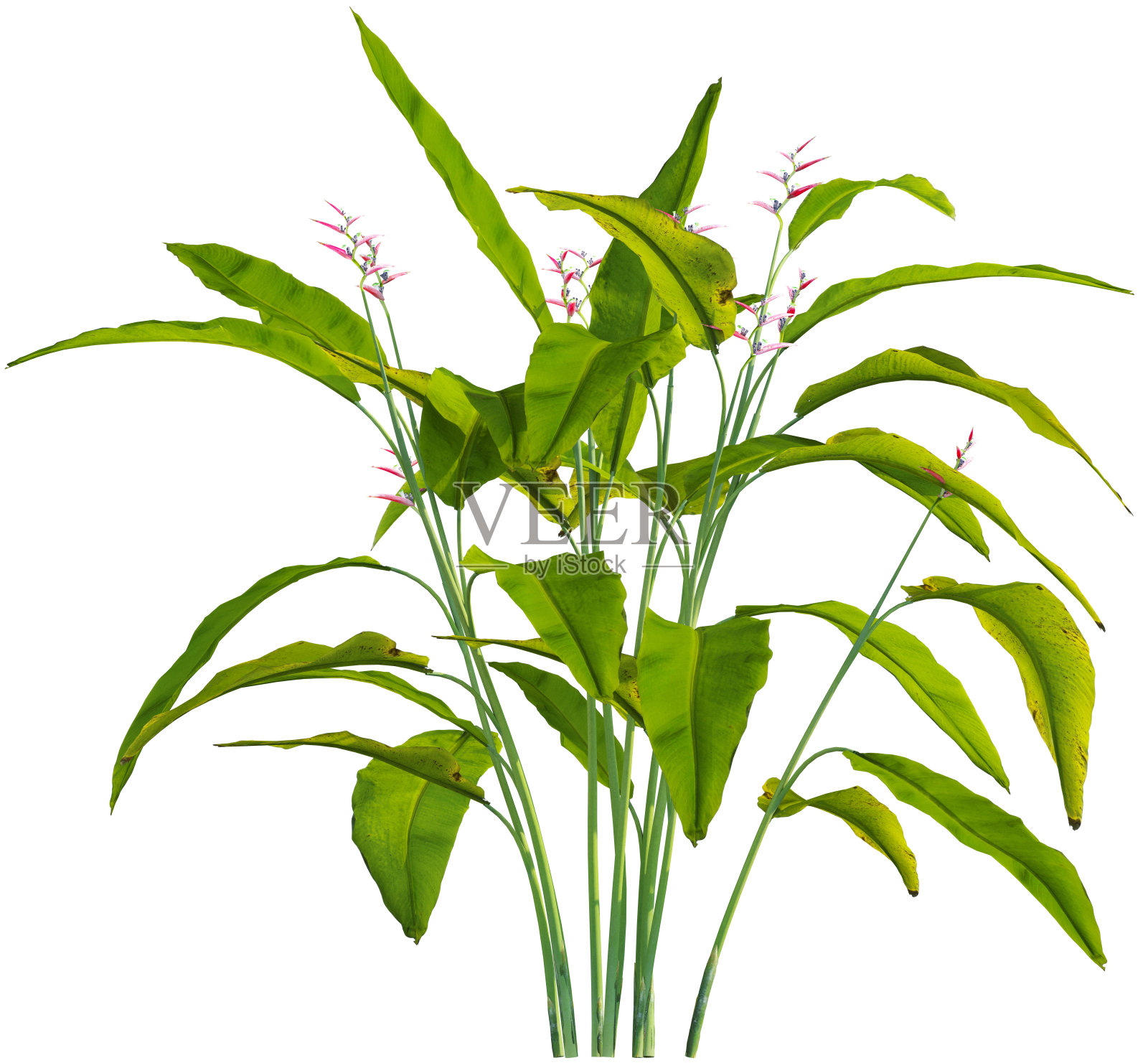 侧视天堂鸟蕉照片摄影图片