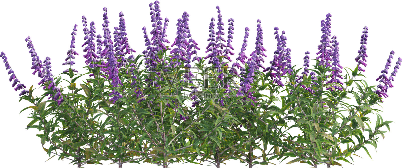 墨西哥鼠尾草照片摄影图片