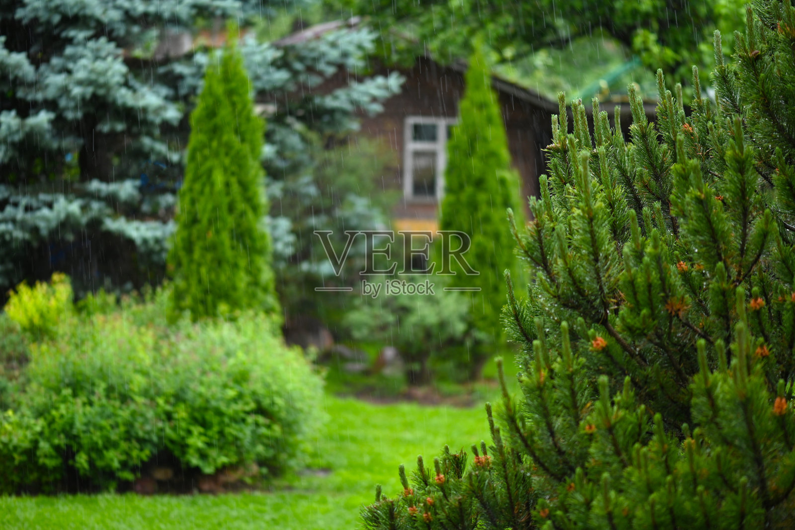 花园里的雨照片摄影图片