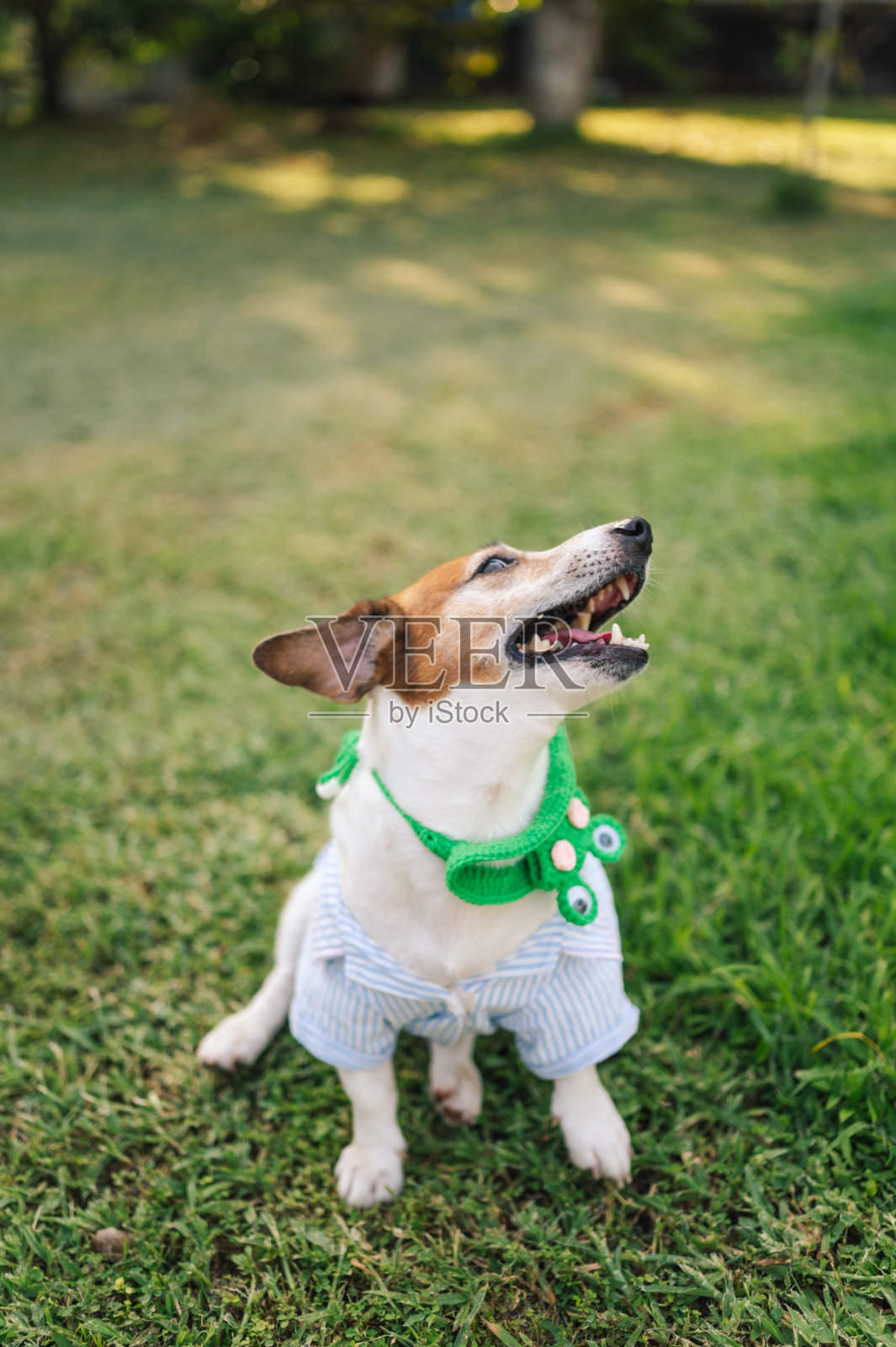 杰克罗素梗看着镜头，等待主人喂食照片摄影图片
