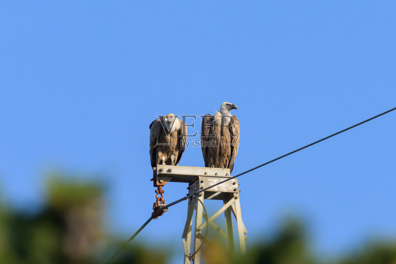 两只秃鹫坐在电线杆上照片摄影图片