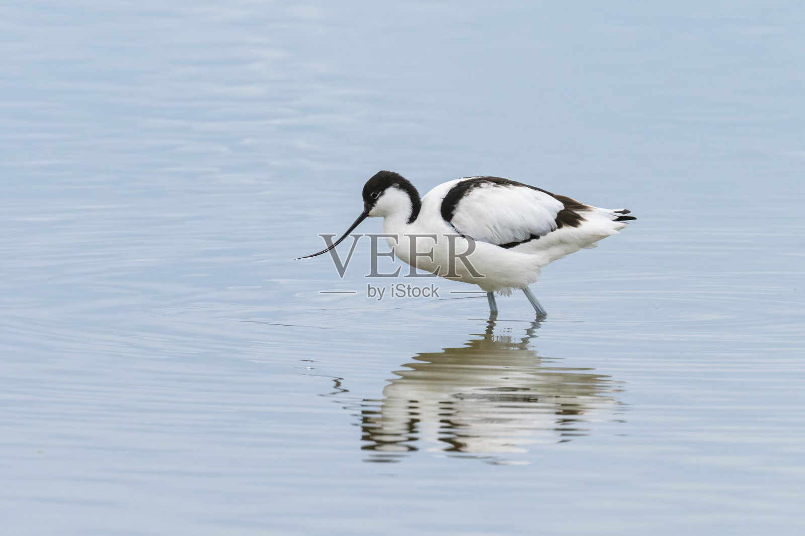 一只花衣鳄梨在浅水中行走照片摄影图片