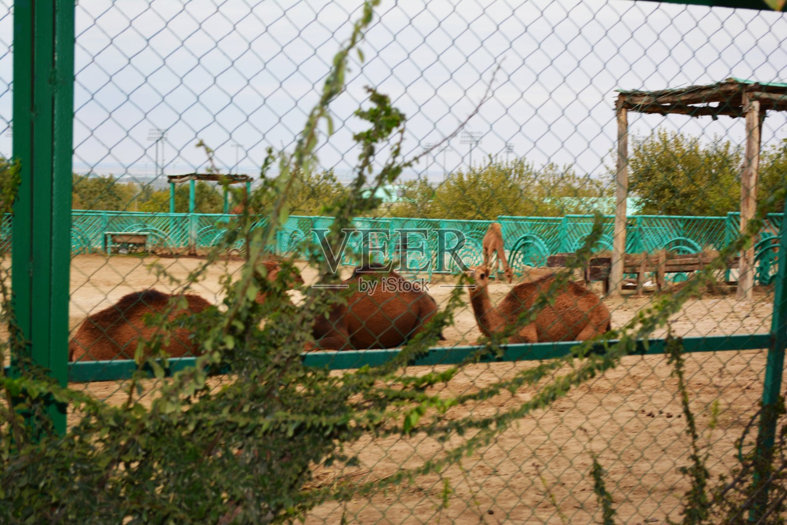 骆驼照片摄影图片