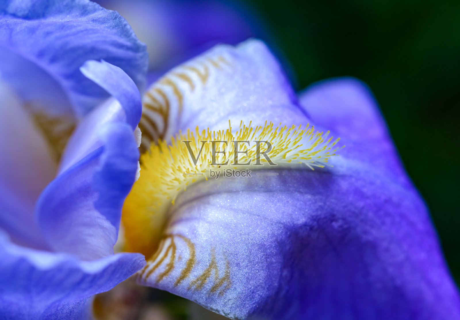 近景，花园里一朵紫色鸢尾花的雄蕊照片摄影图片