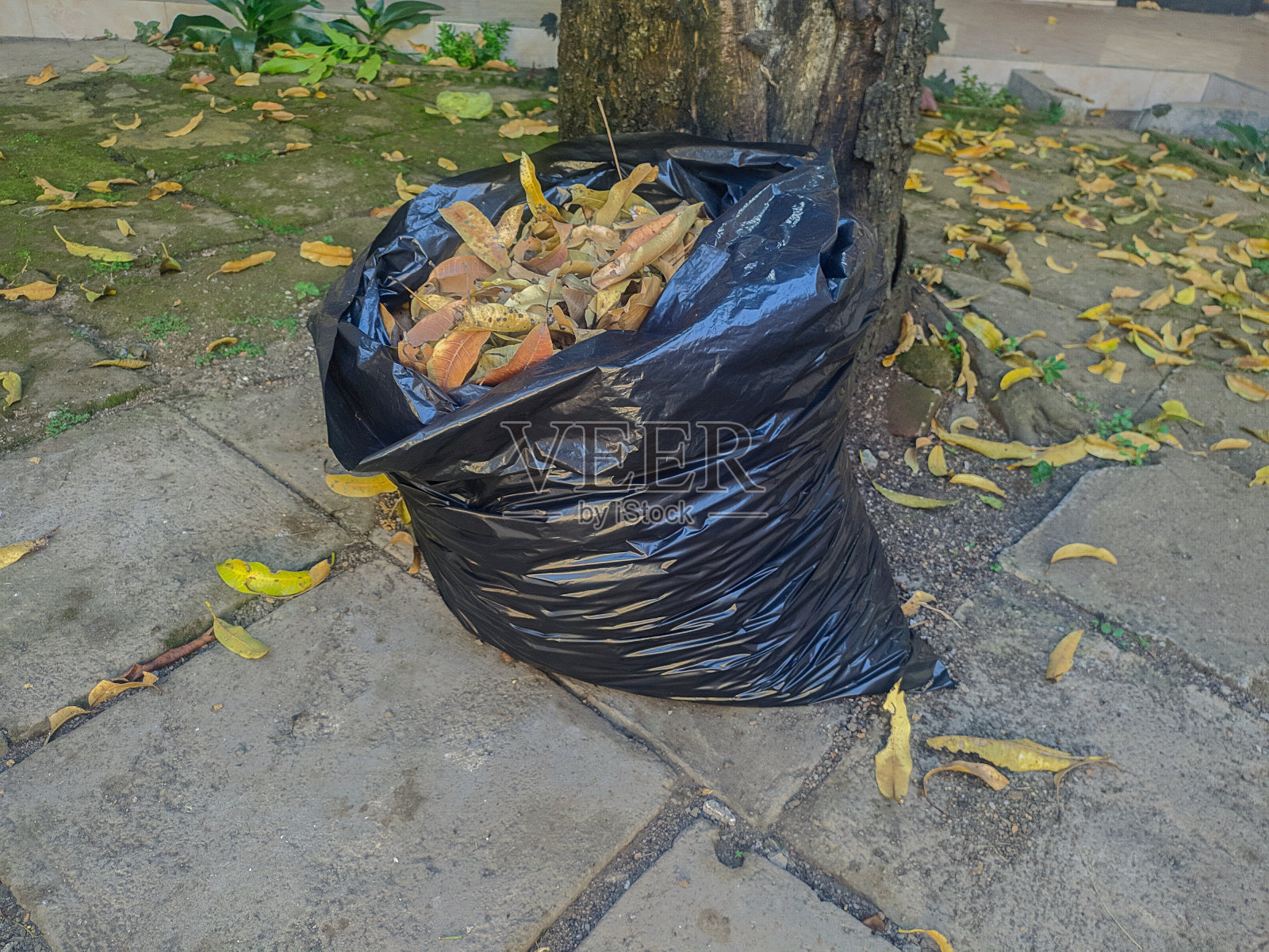 干叶子放在塑料里照片摄影图片