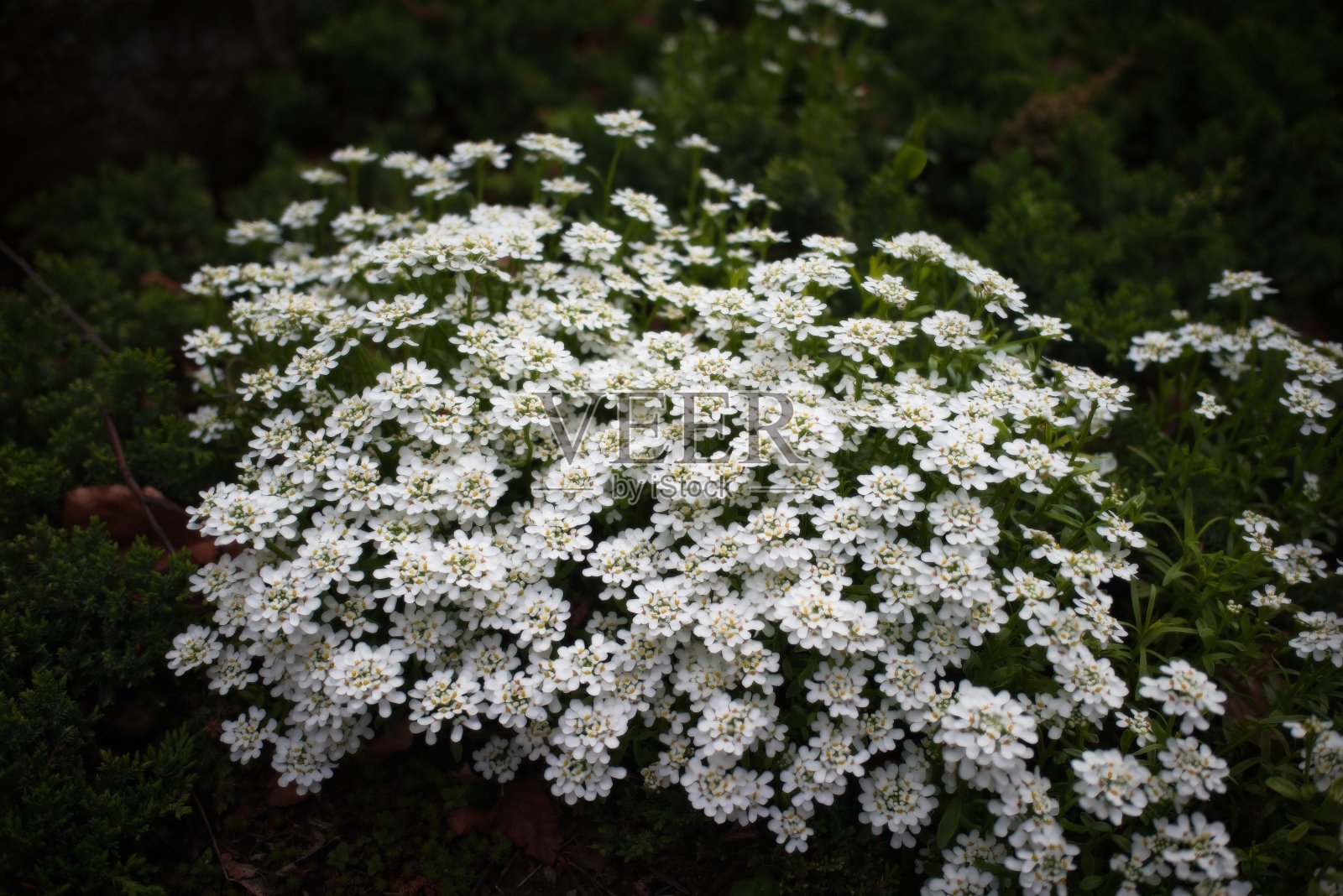 一簇白花在盛开照片摄影图片