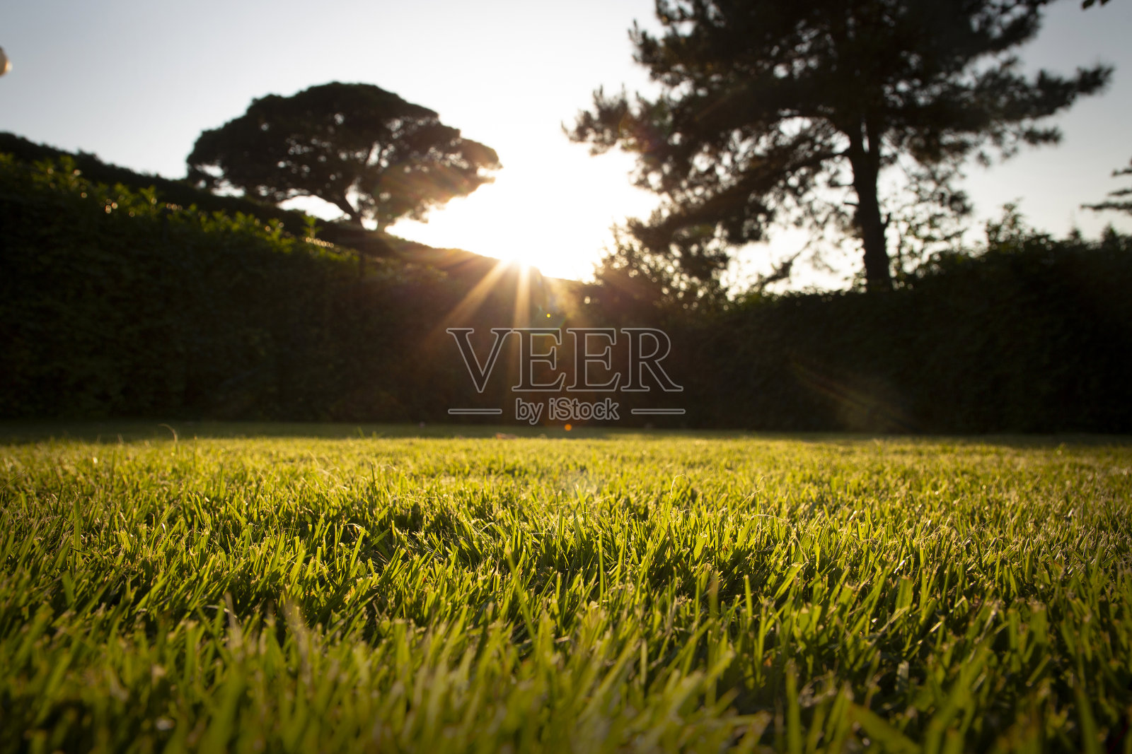 绿草特写和日落- 2照片摄影图片