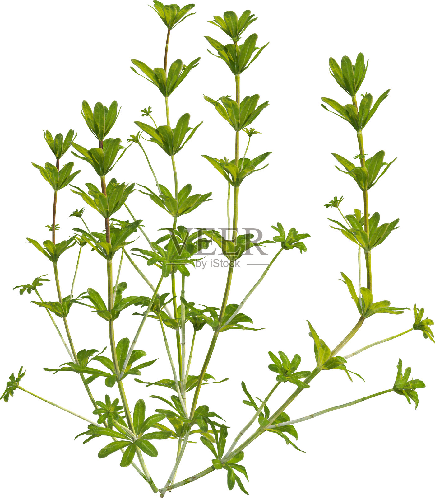 篱草植物的侧视图照片摄影图片