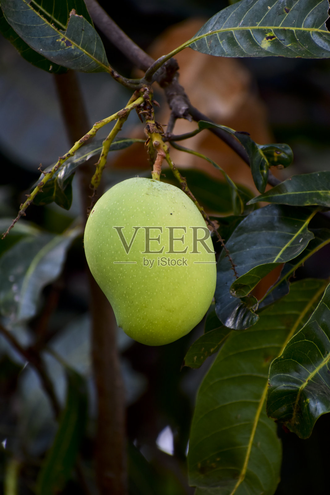 树上有新鲜的生芒果照片摄影图片