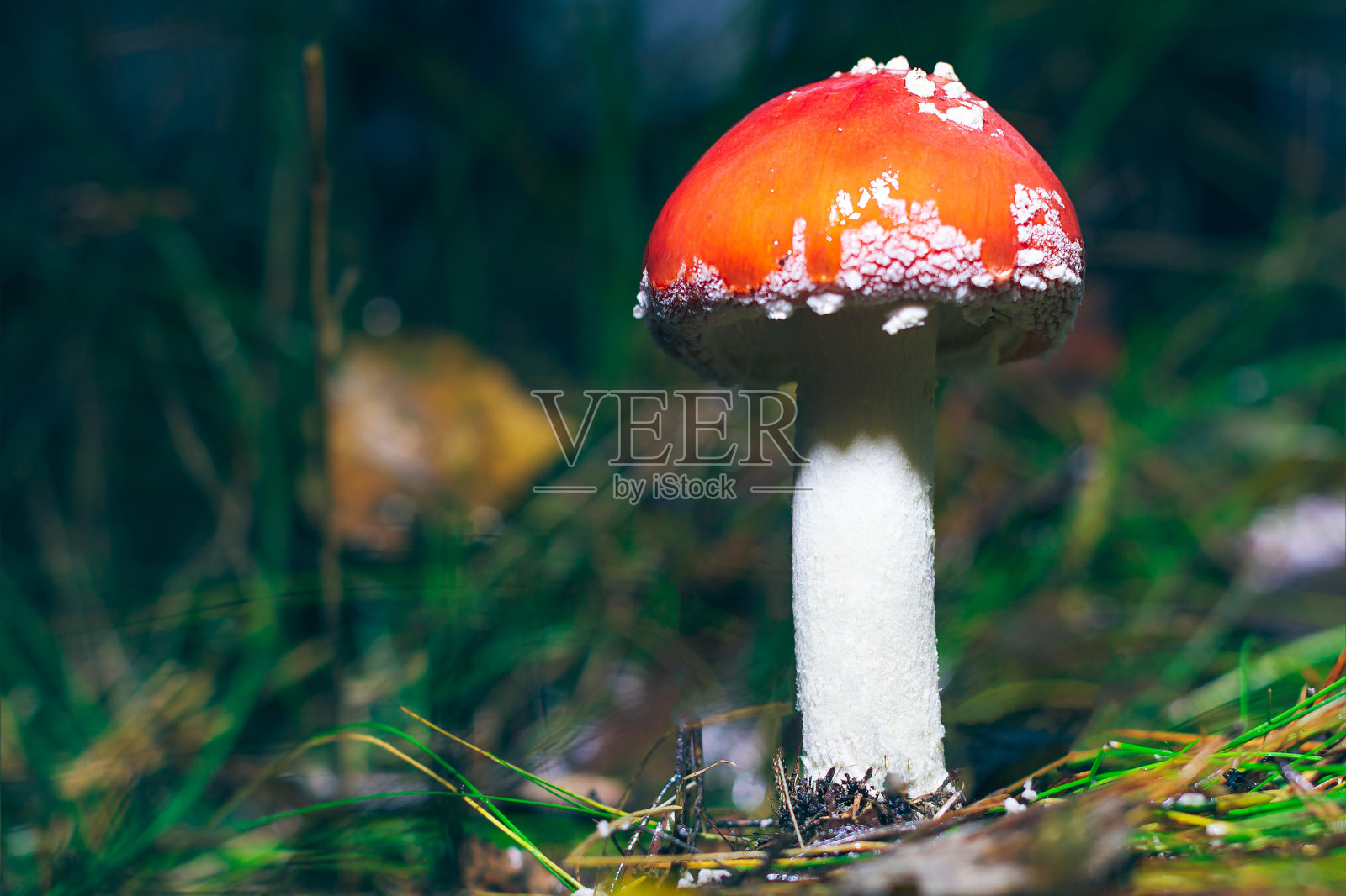 年轻的伞蝇，被称为飞木耳或飞伞蝇照片摄影图片