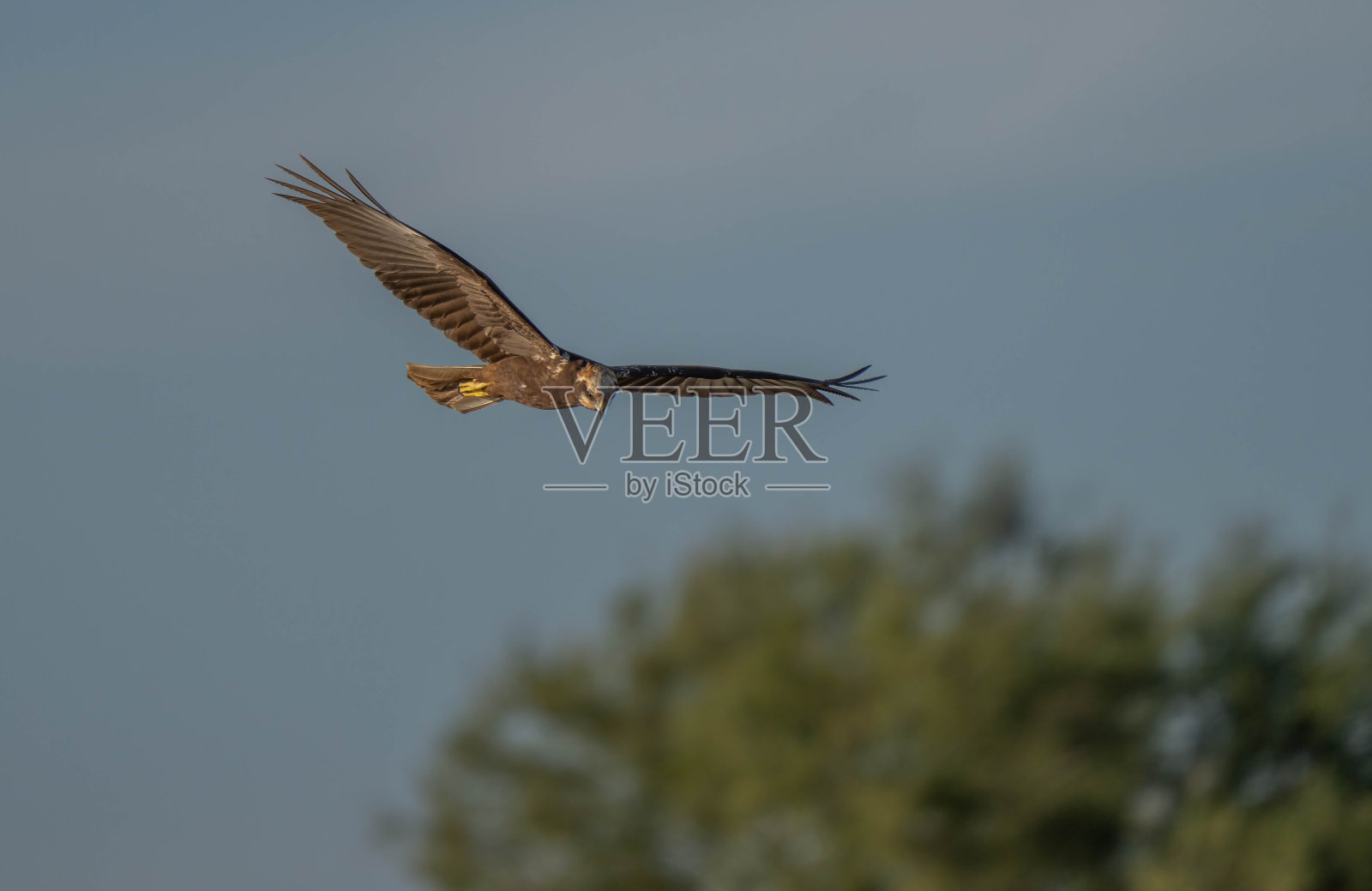 西部沼泽鹞在飞行照片摄影图片