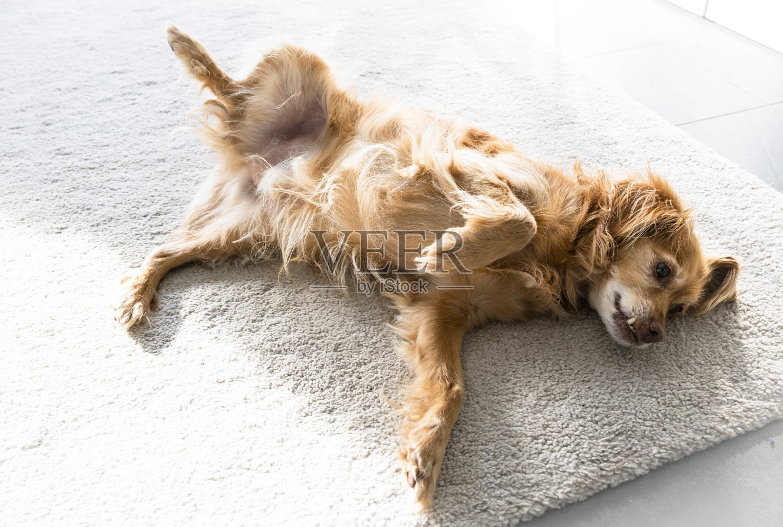 一只棕色的西班牙混血狗仰面躺在白色地毯上，看着镜头照片摄影图片