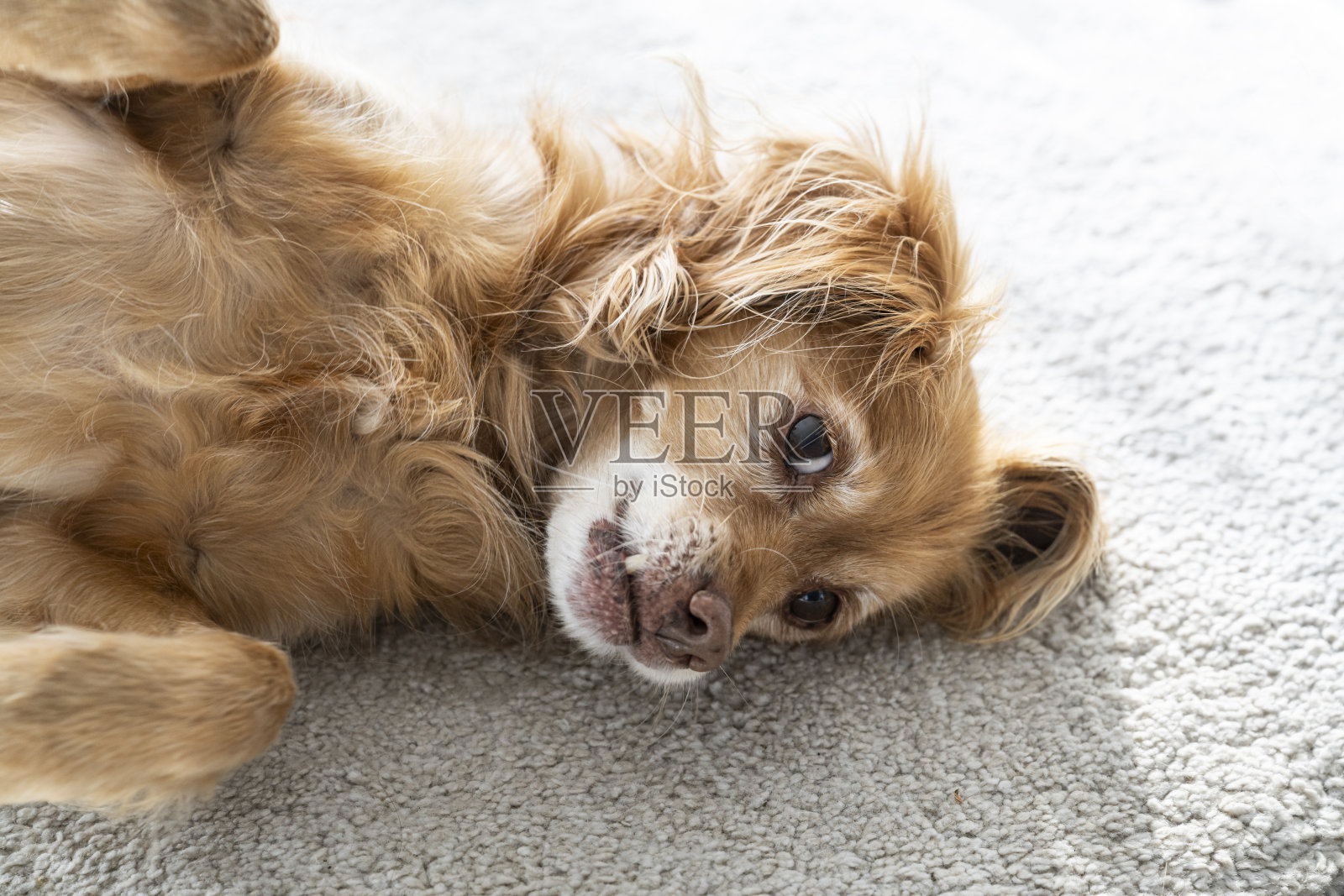 一只棕色的西班牙混血狗仰面躺在白色地毯上，看着镜头照片摄影图片