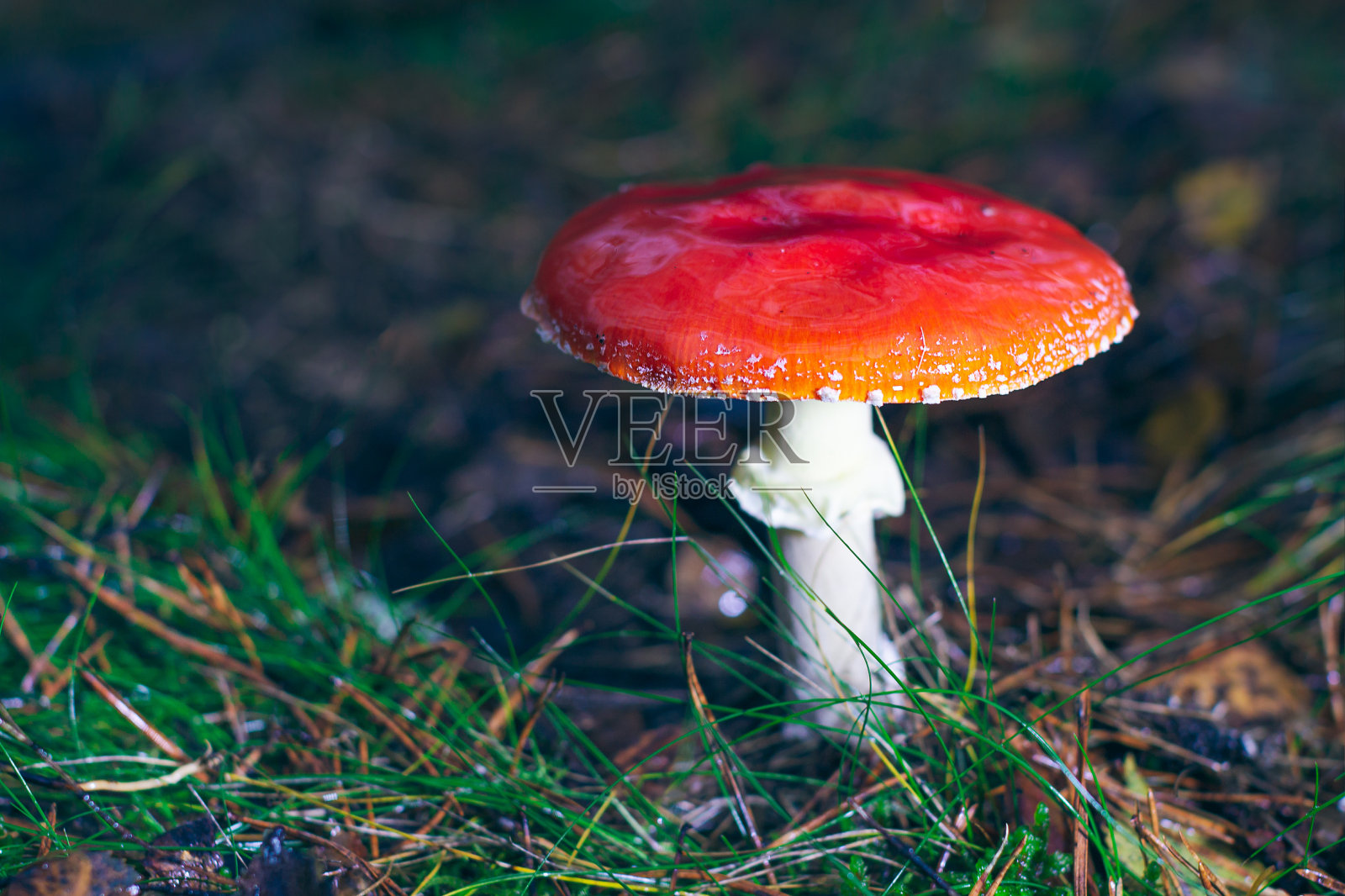 成熟的黑伞菌，被称为飞木耳或飞黑伞照片摄影图片