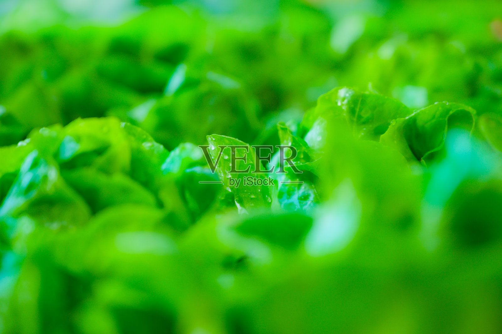 农田里的新鲜莴苣照片摄影图片