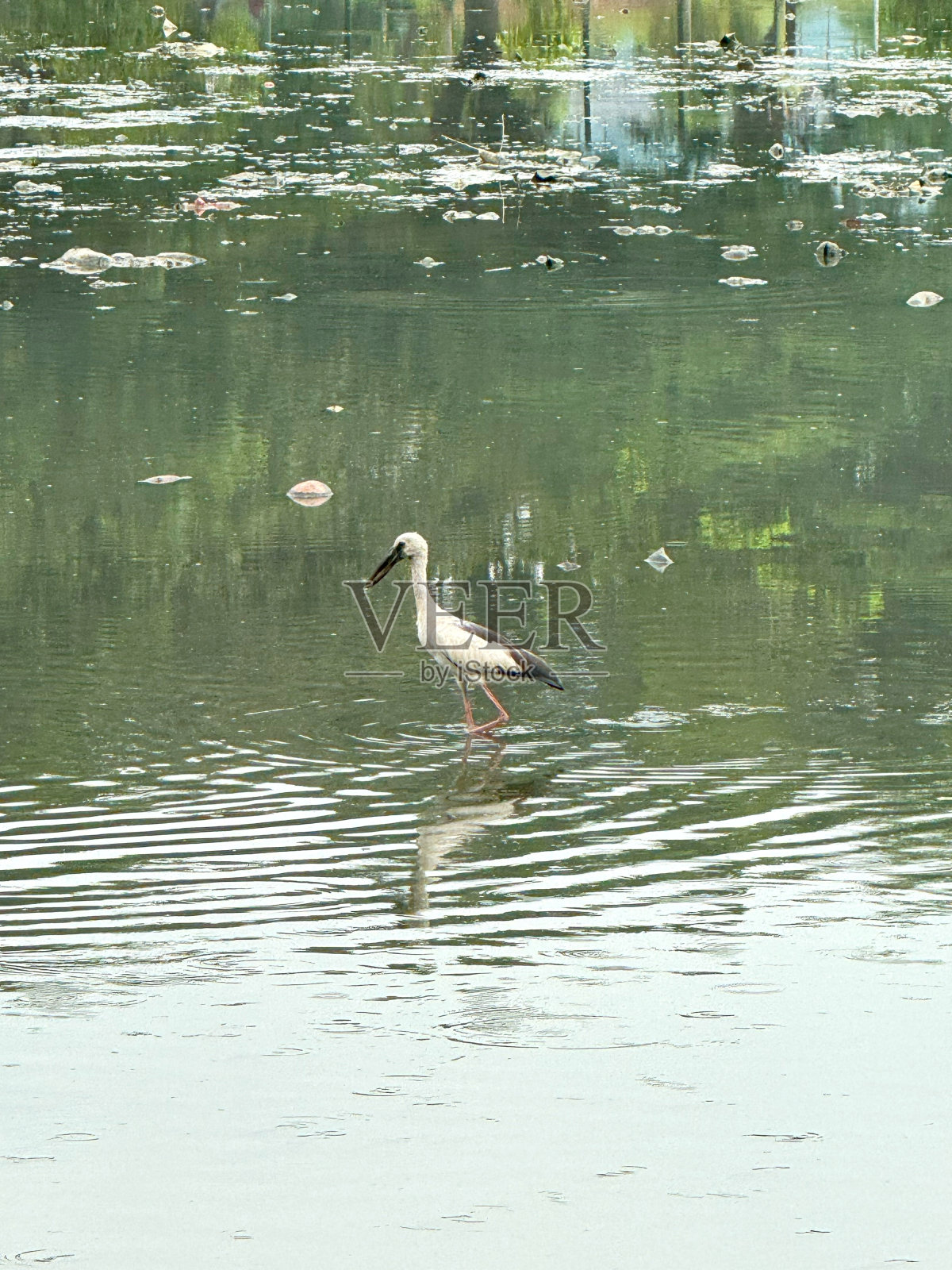 鸟儿站在枯叶和水藻间的池塘里照片摄影图片