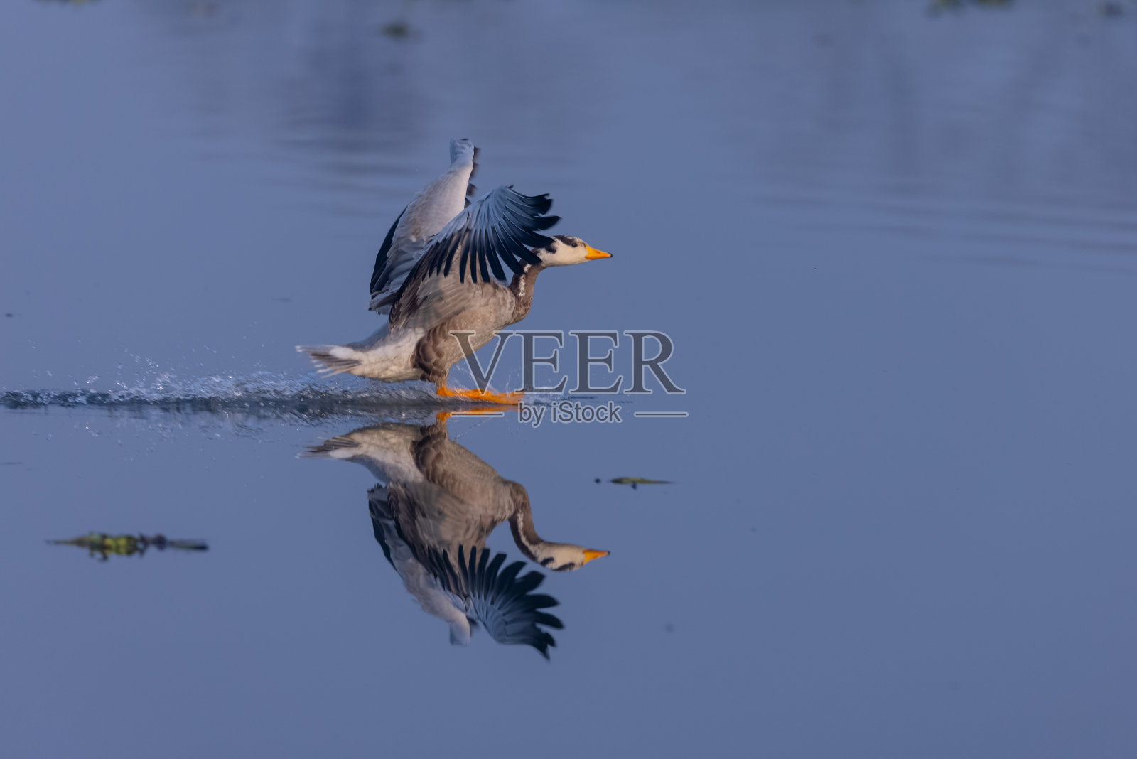 长脖鹅照片摄影图片
