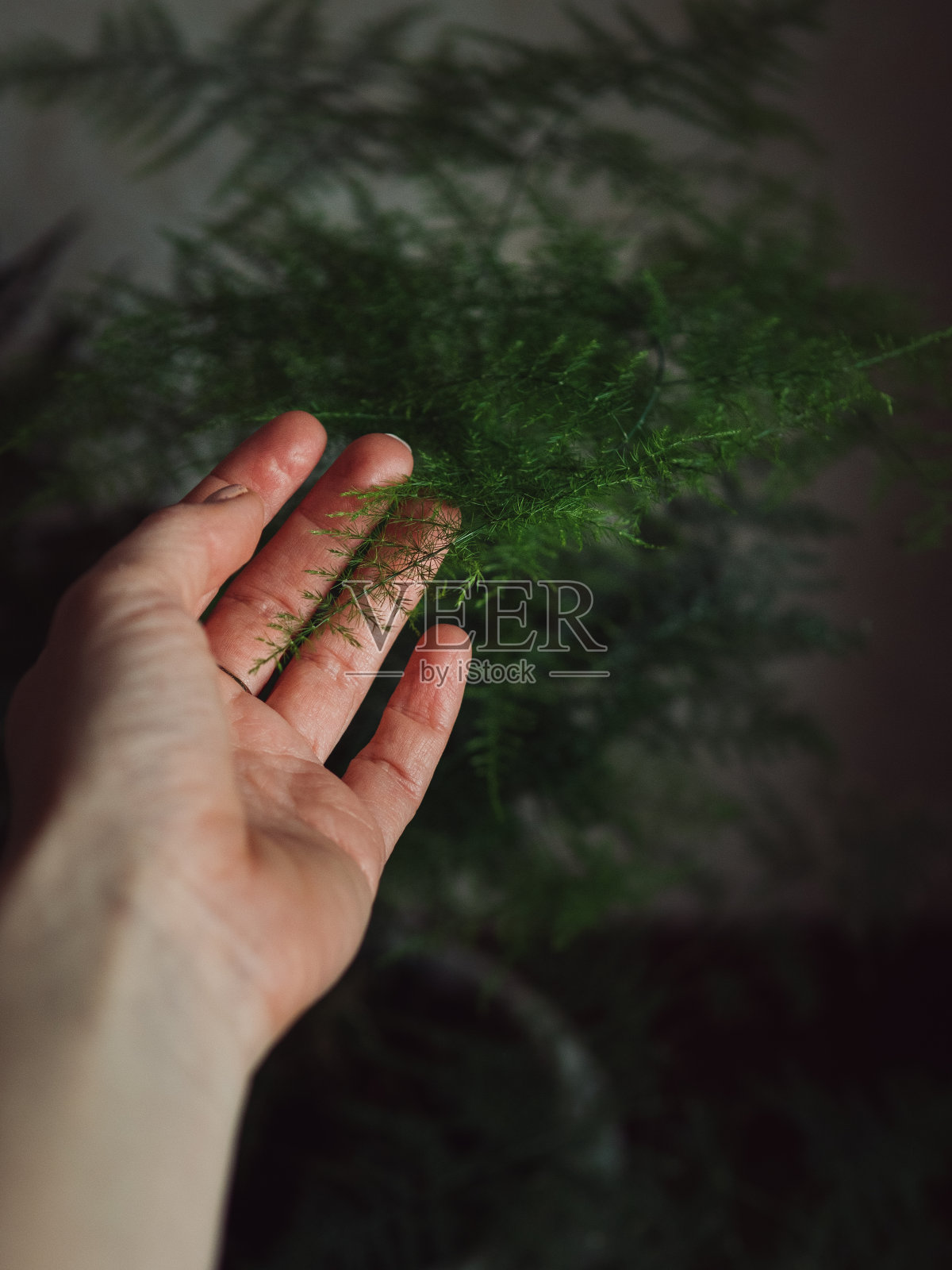 绿化:一个女人的手在一个白色的花盆里触摸花边蕨类植物，芦笋。照片摄影图片