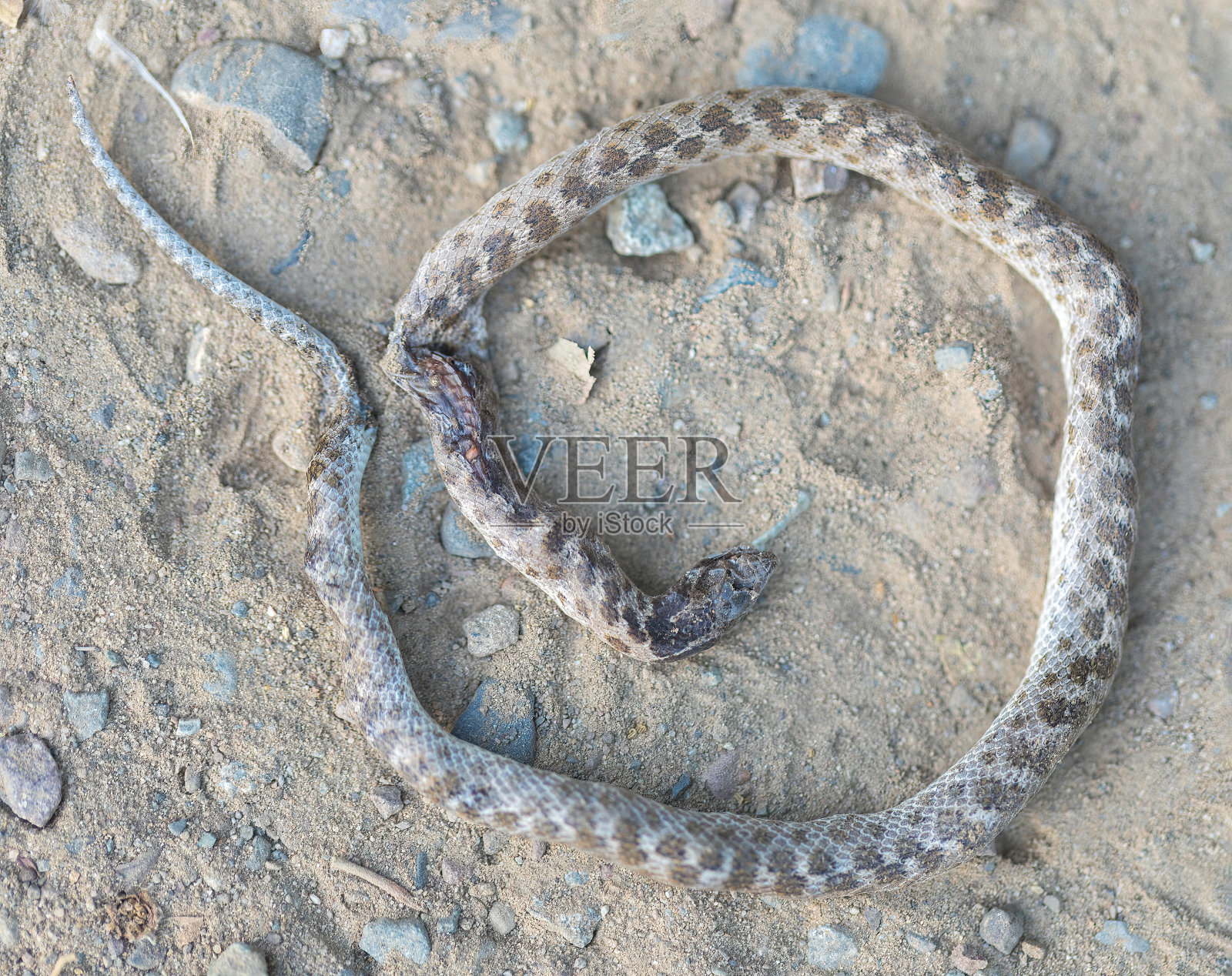 登山路上发现加州夜蛇尸体。照片摄影图片