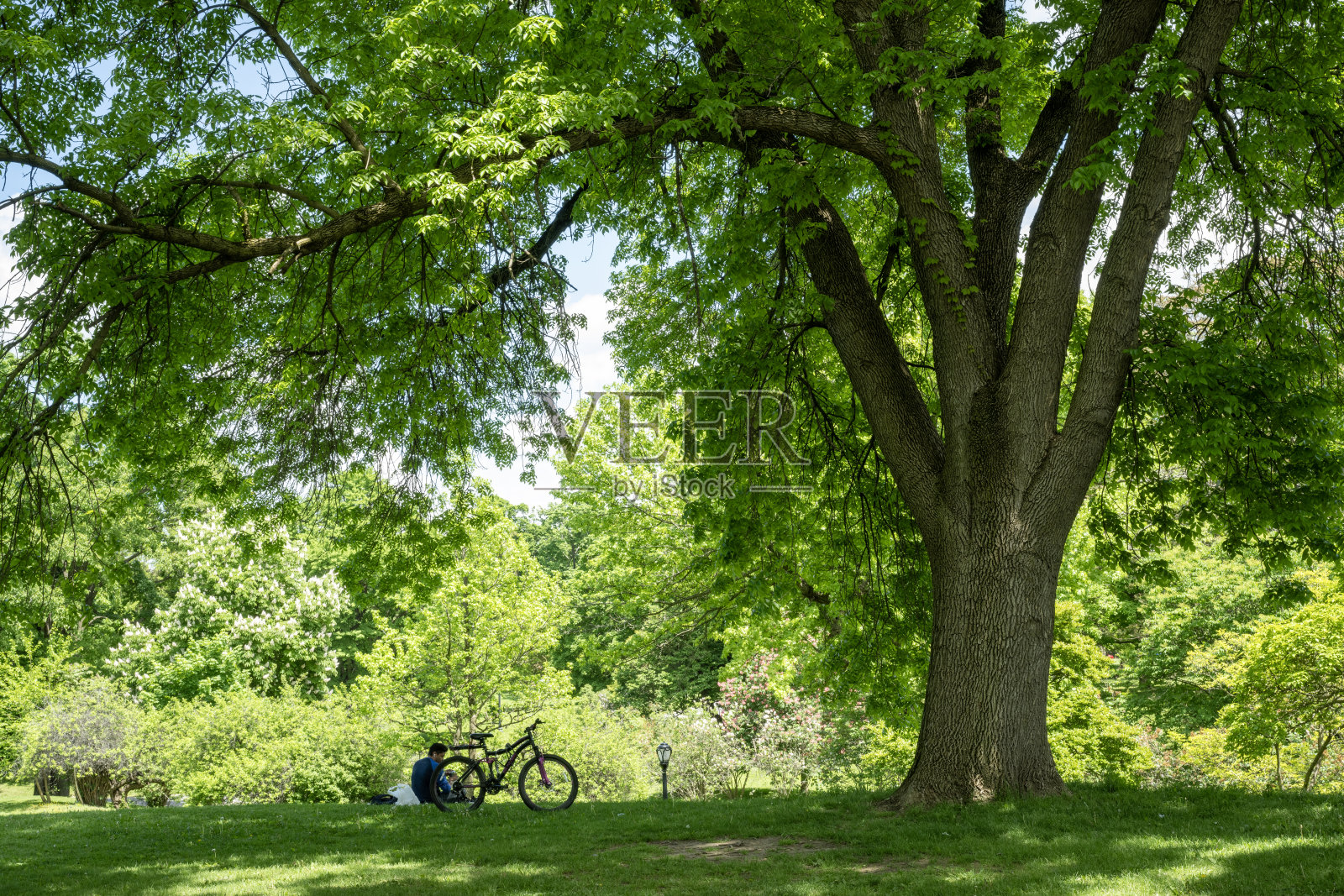 坐在草坪上的男人照片摄影图片