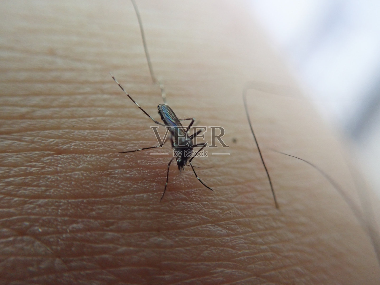 蚊子在人的皮肤上吸血。这种蚊子能引起疟疾。埃及伊蚊。照片摄影图片