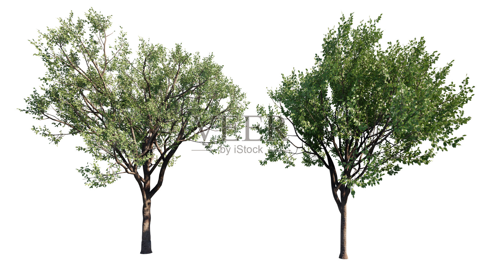 树孤立在白色背景，剪辑路径照片摄影图片
