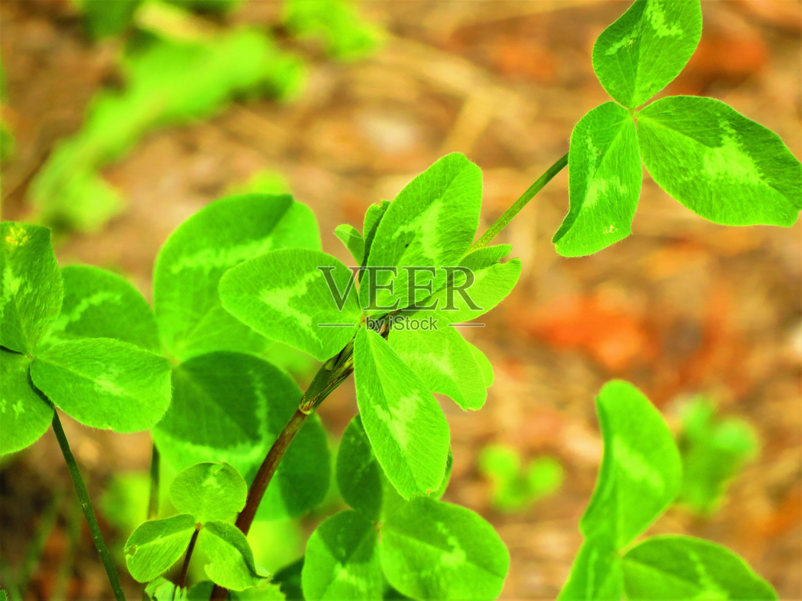 苜蓿叶。圣帕特里克节快乐。照片摄影图片