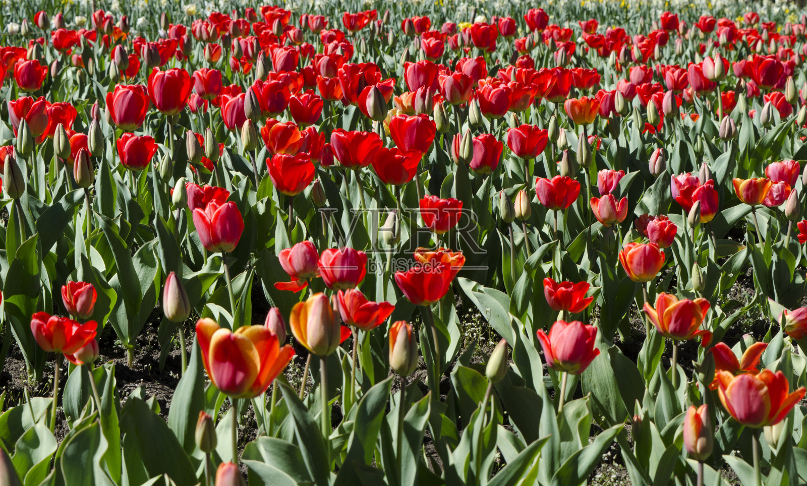 红色郁金香的背景，美丽的花朵与红色的花瓣照片摄影图片