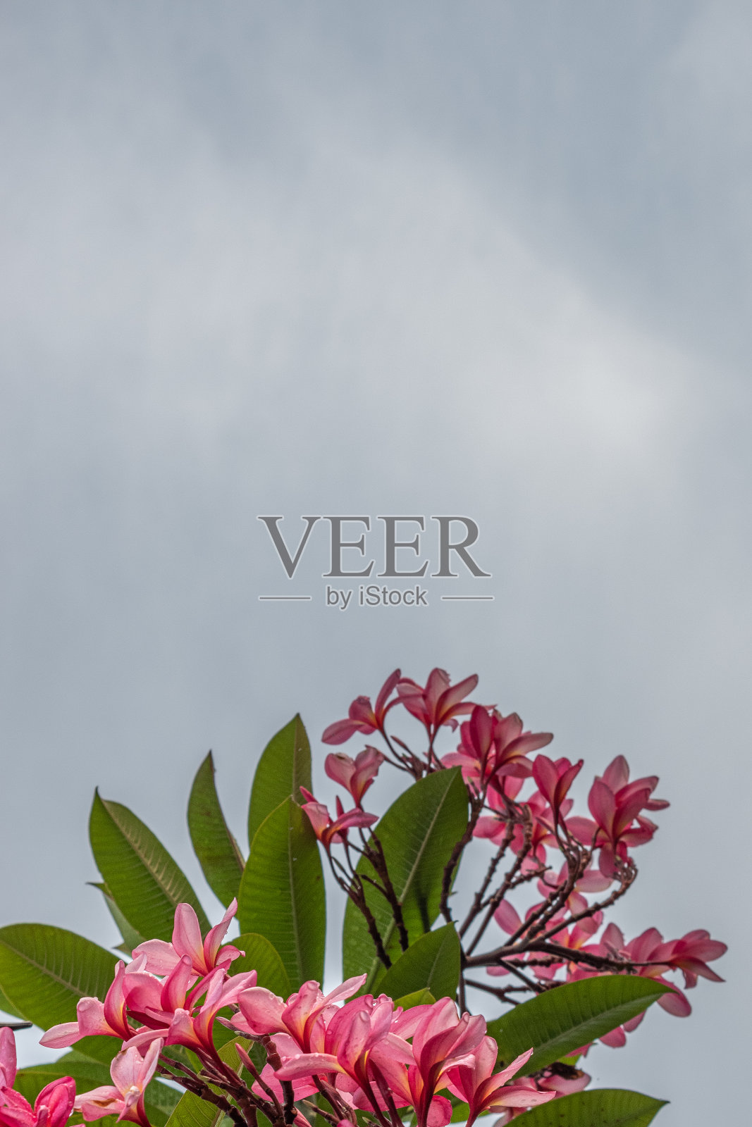 鸡蛋花或鸡蛋花的粉红色，一朵粉红色的鸡蛋花在白色背景上与复制空间隔离照片摄影图片