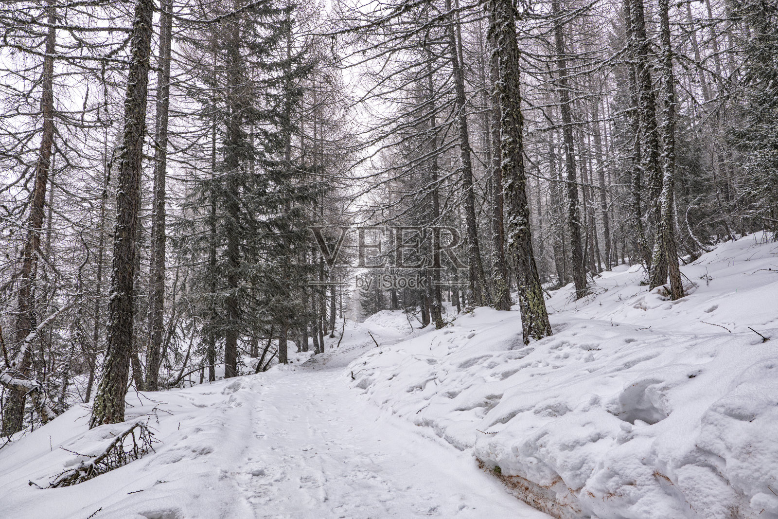 下雪时意大利阿尔卑斯山森林里的雪景照片摄影图片