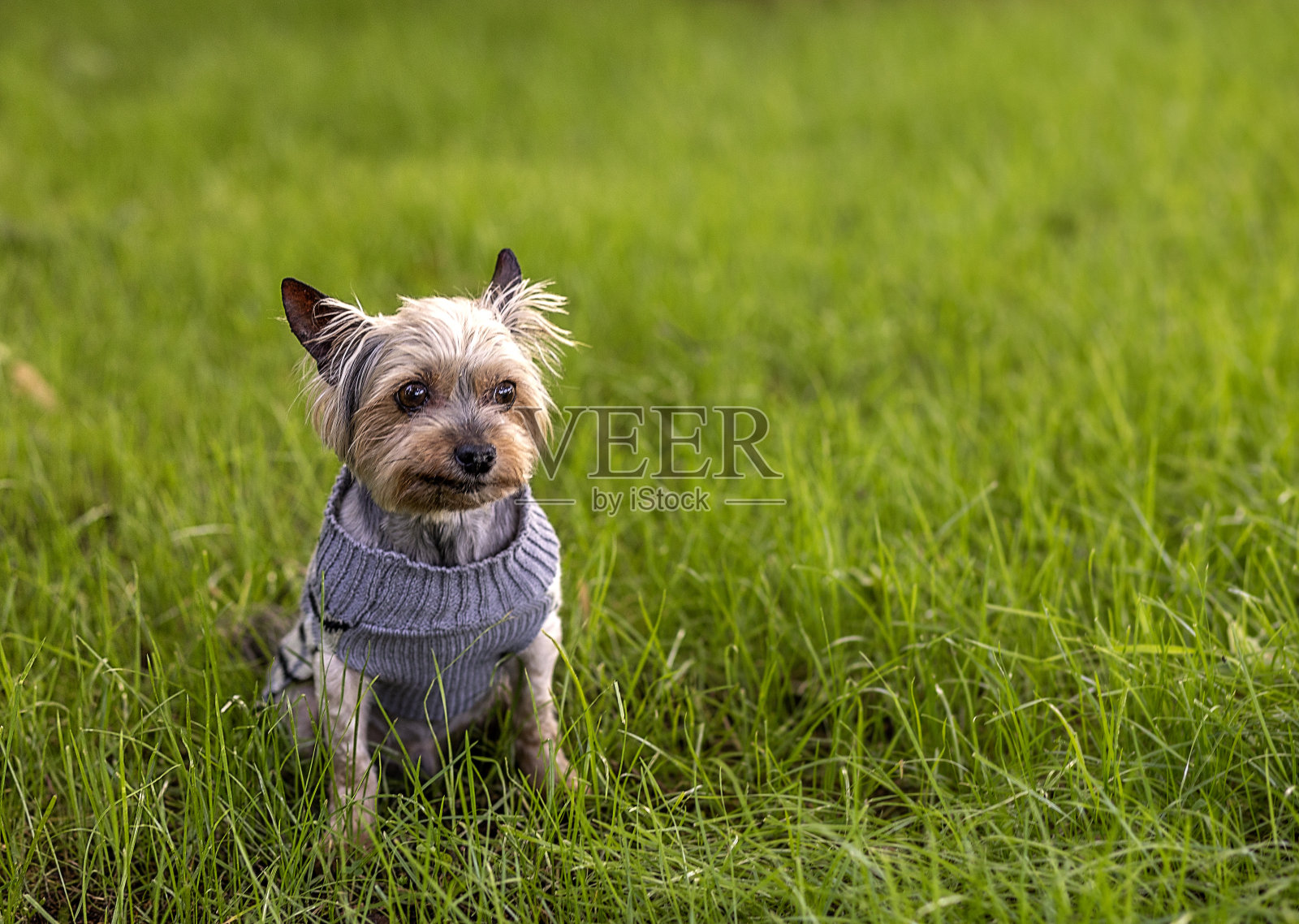 一只漂亮的狗，约克夏梗在绿色的草地上，复制空间照片摄影图片