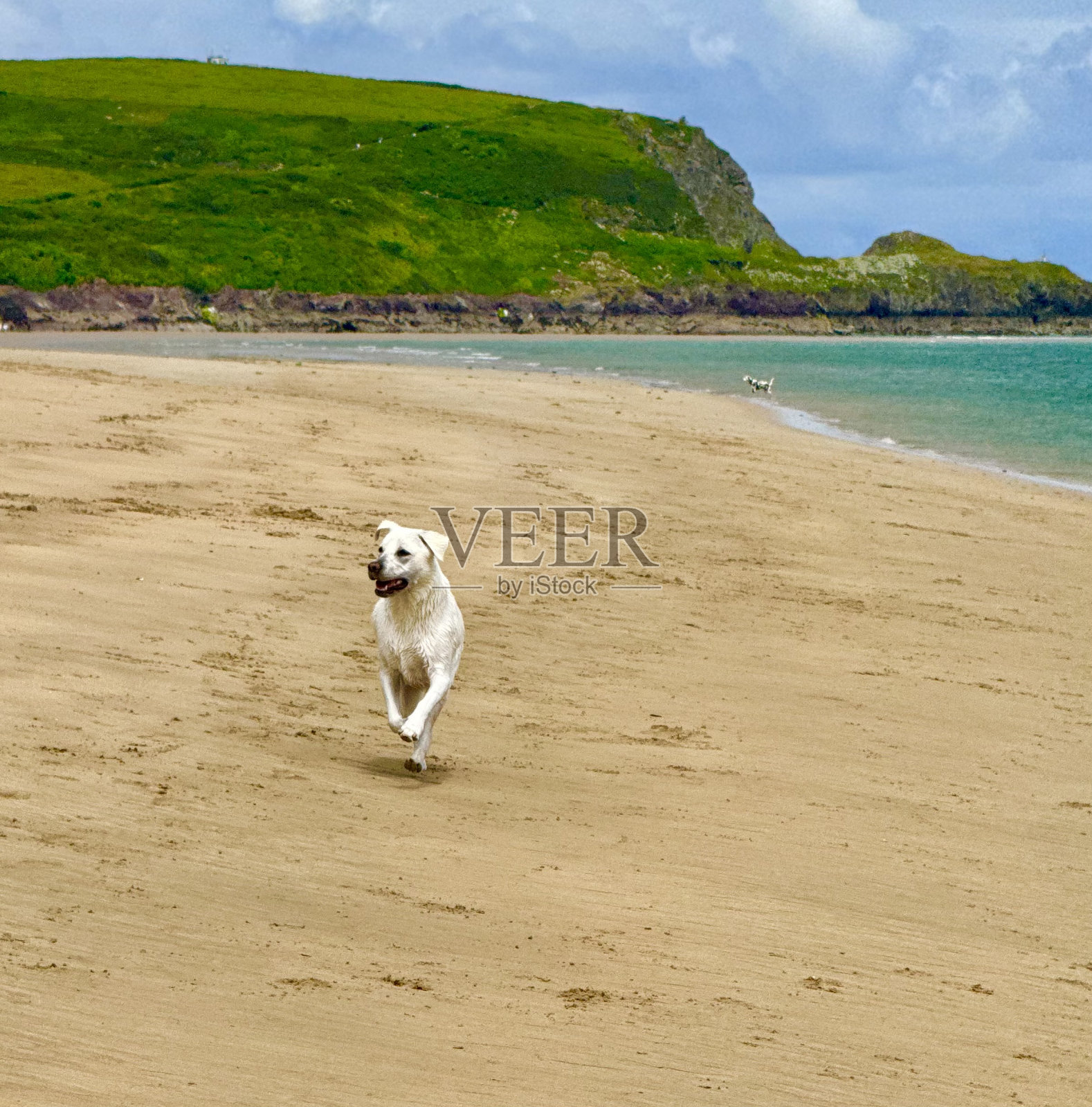 拉布拉多猎犬小狗在骆驼河口，康沃尔照片摄影图片
