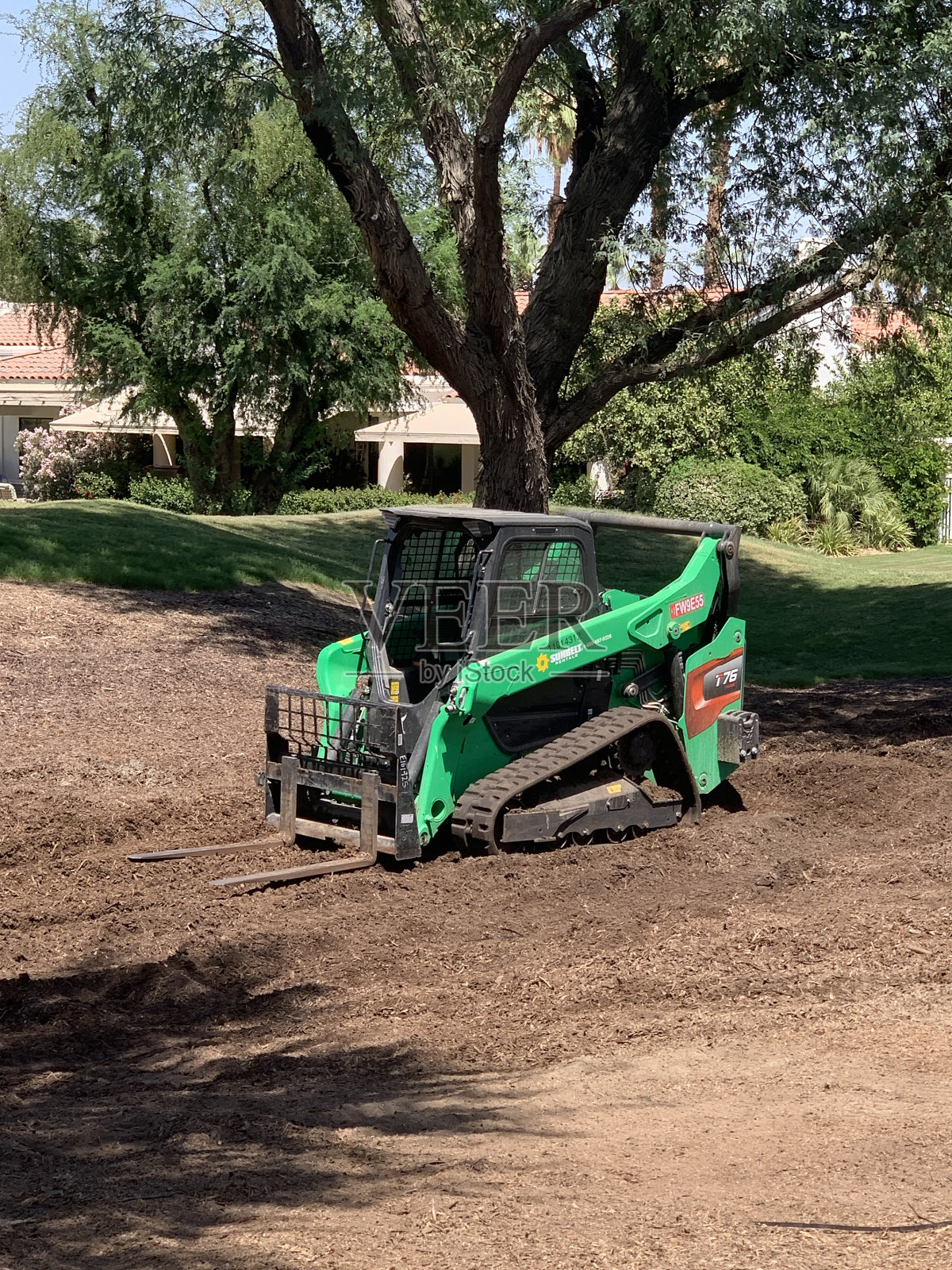 山猫照片摄影图片