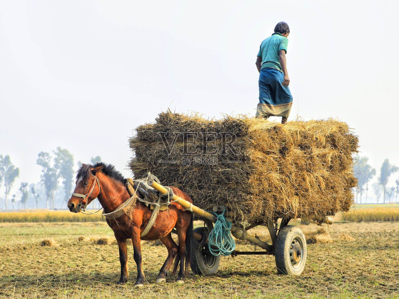农民在马车上装载干草照片摄影图片