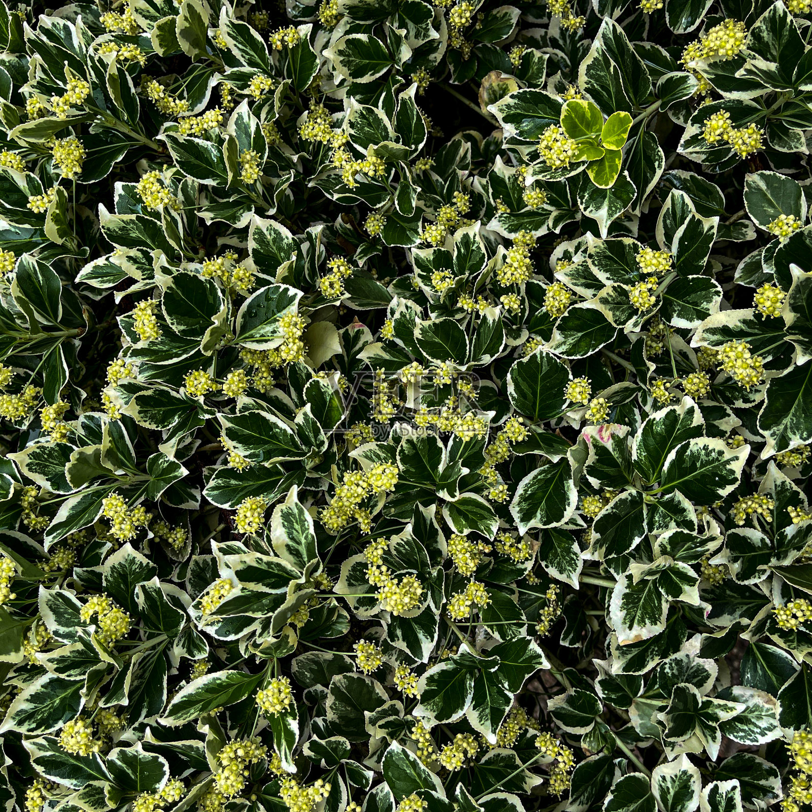 绿叶在枝头，满背景。照片摄影图片