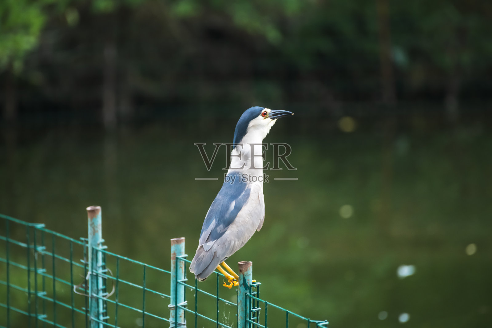 夜鹭刚吞下捕获的鱼照片摄影图片